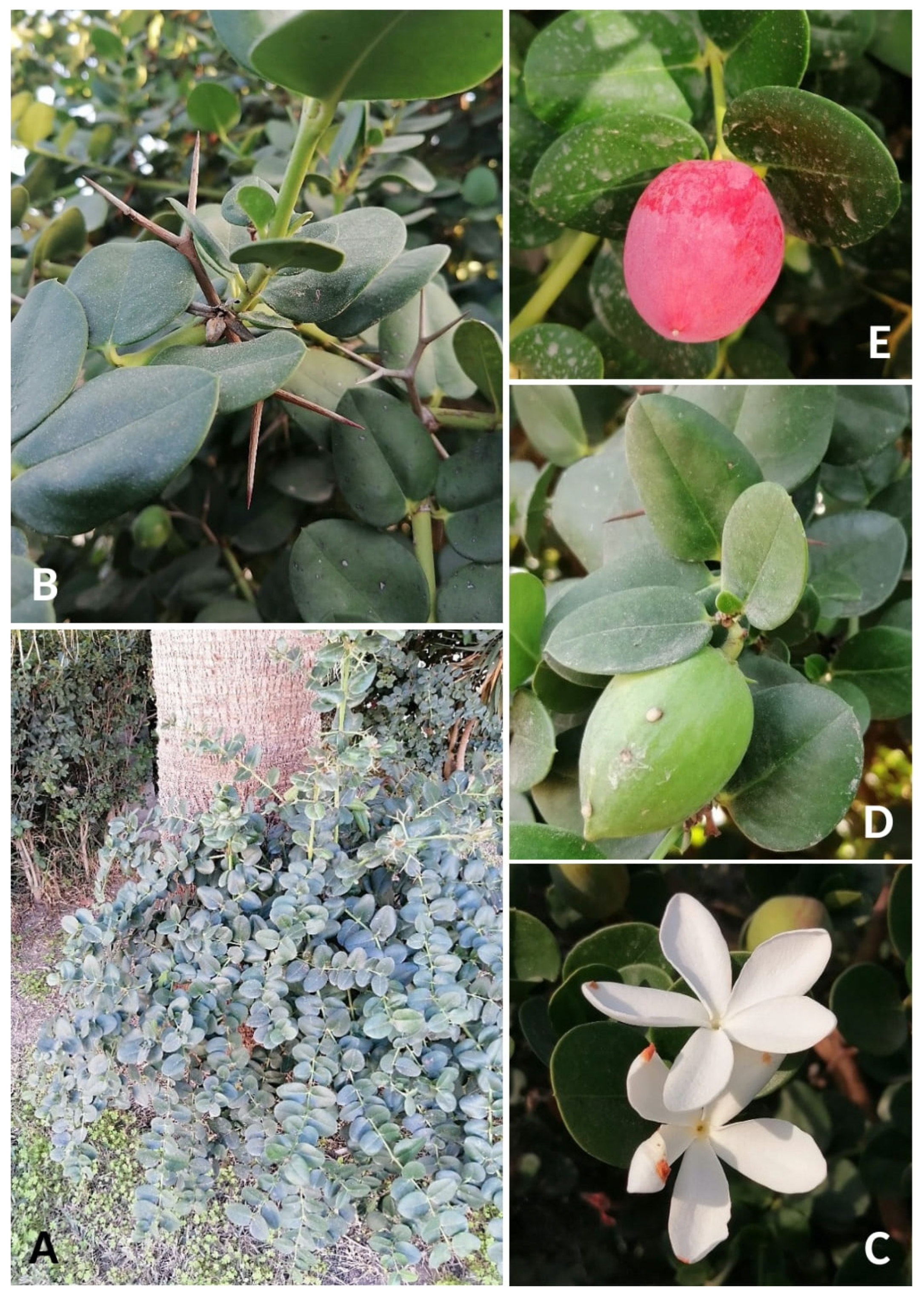 Plants 14 00318 g004 Plants 14 00318 g004