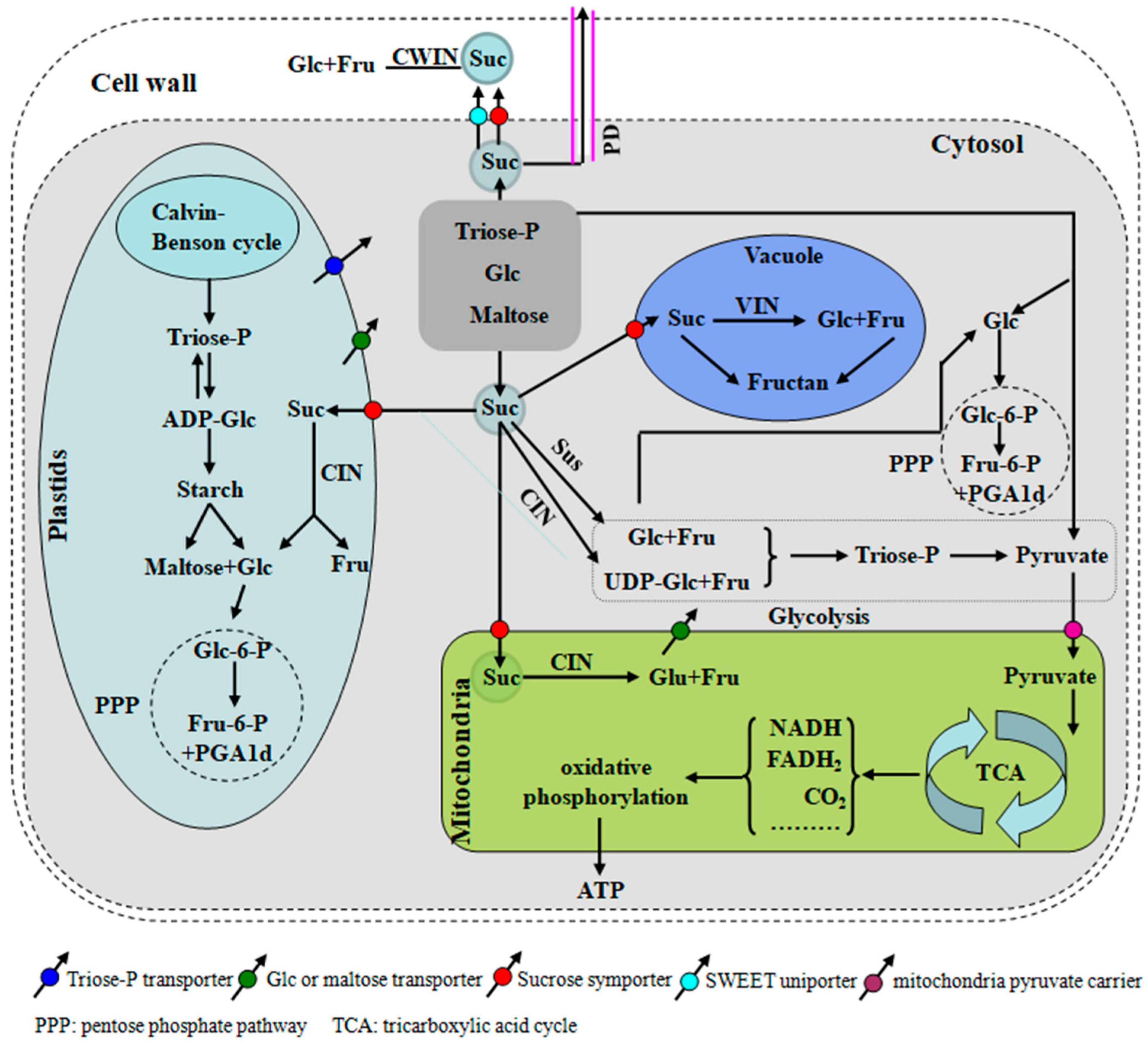 Plants 14 00320 g001