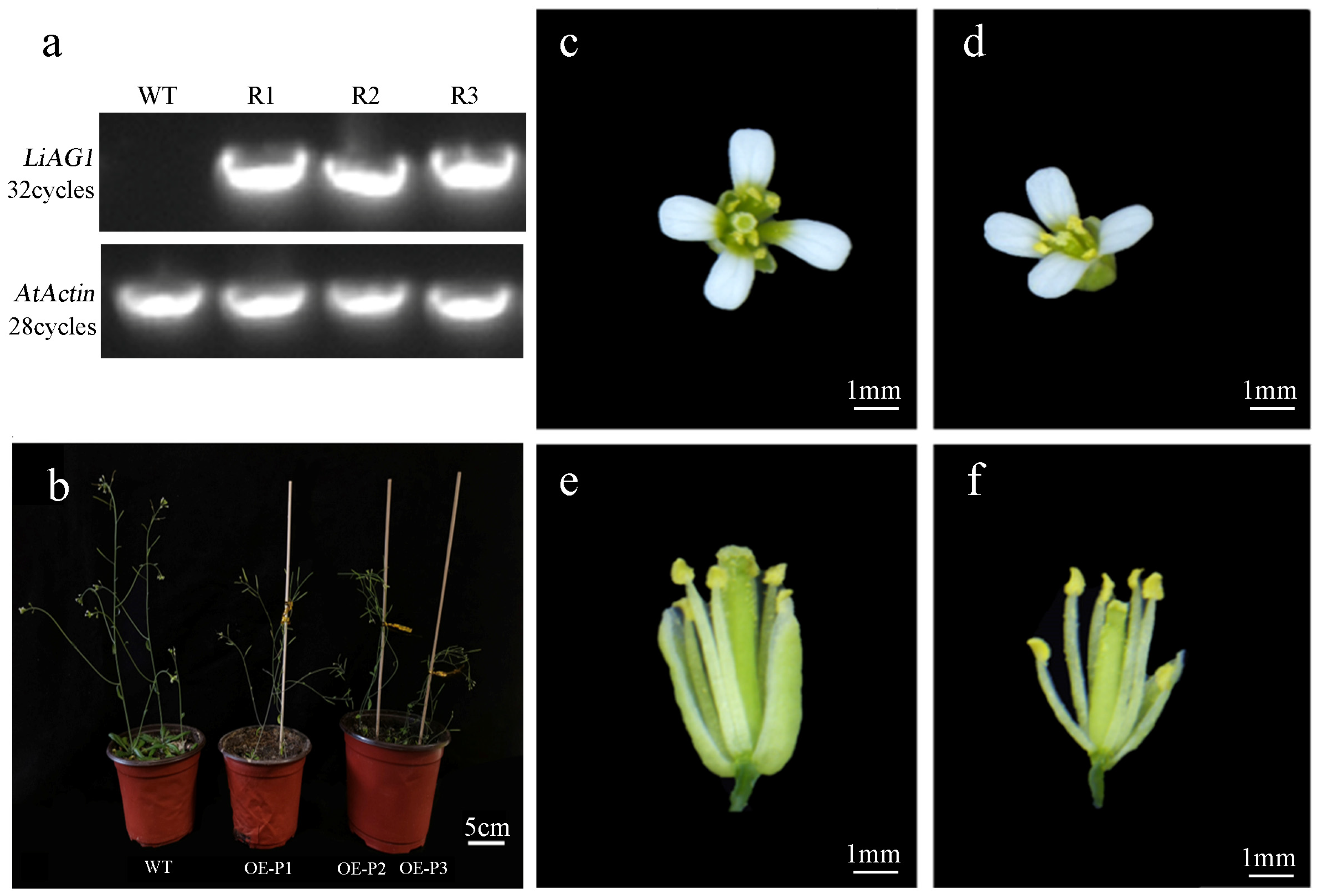 Plants 14 00323 g006 Plants 14 00323 g006