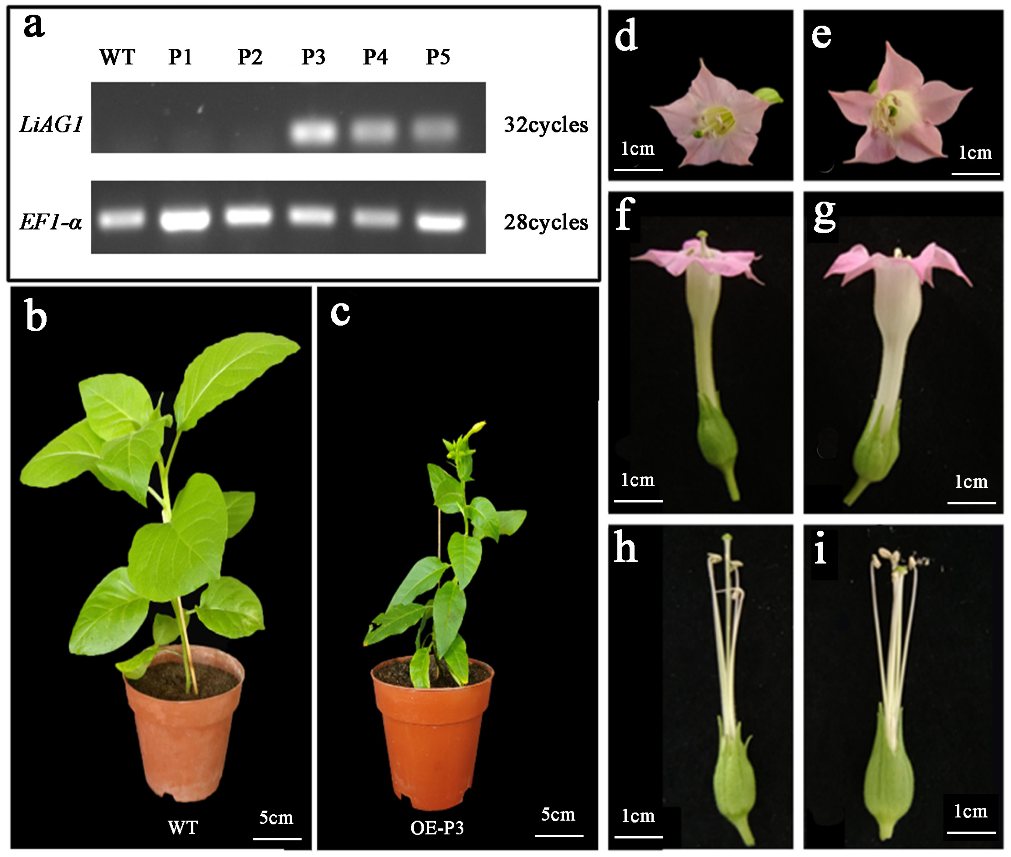 Plants 14 00323 g008 Plants 14 00323 g008