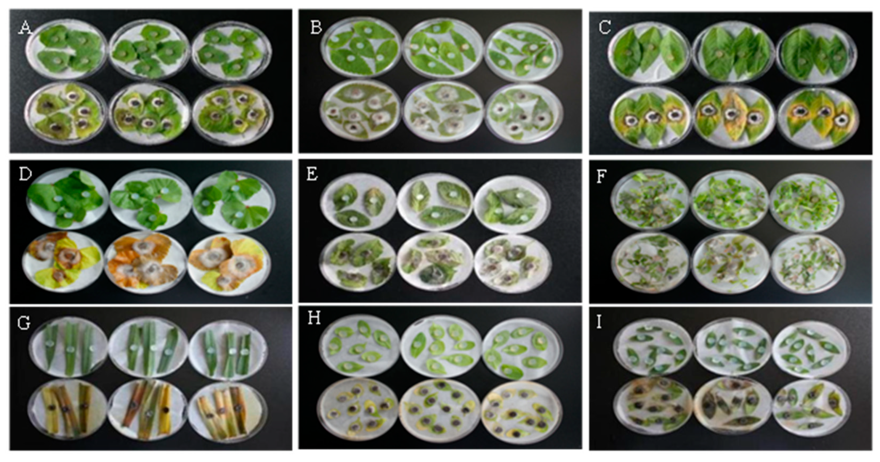 Plants 14 00331 g001