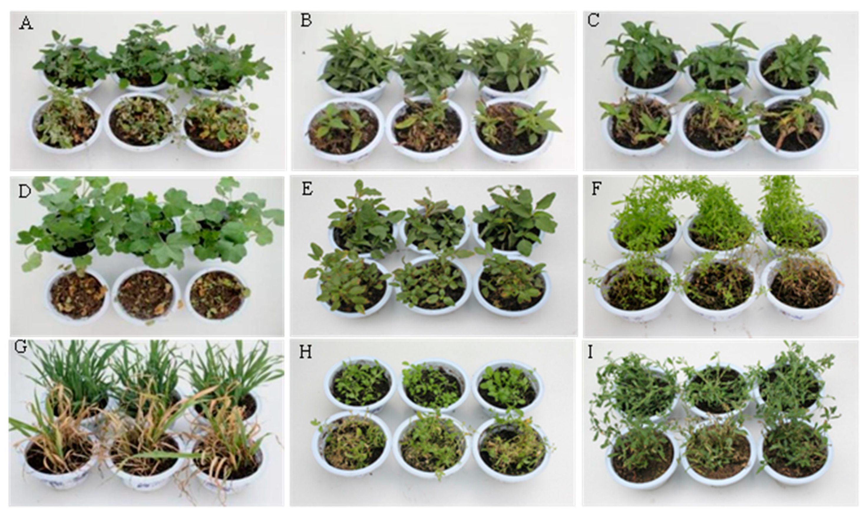 Plants 14 00331 g002