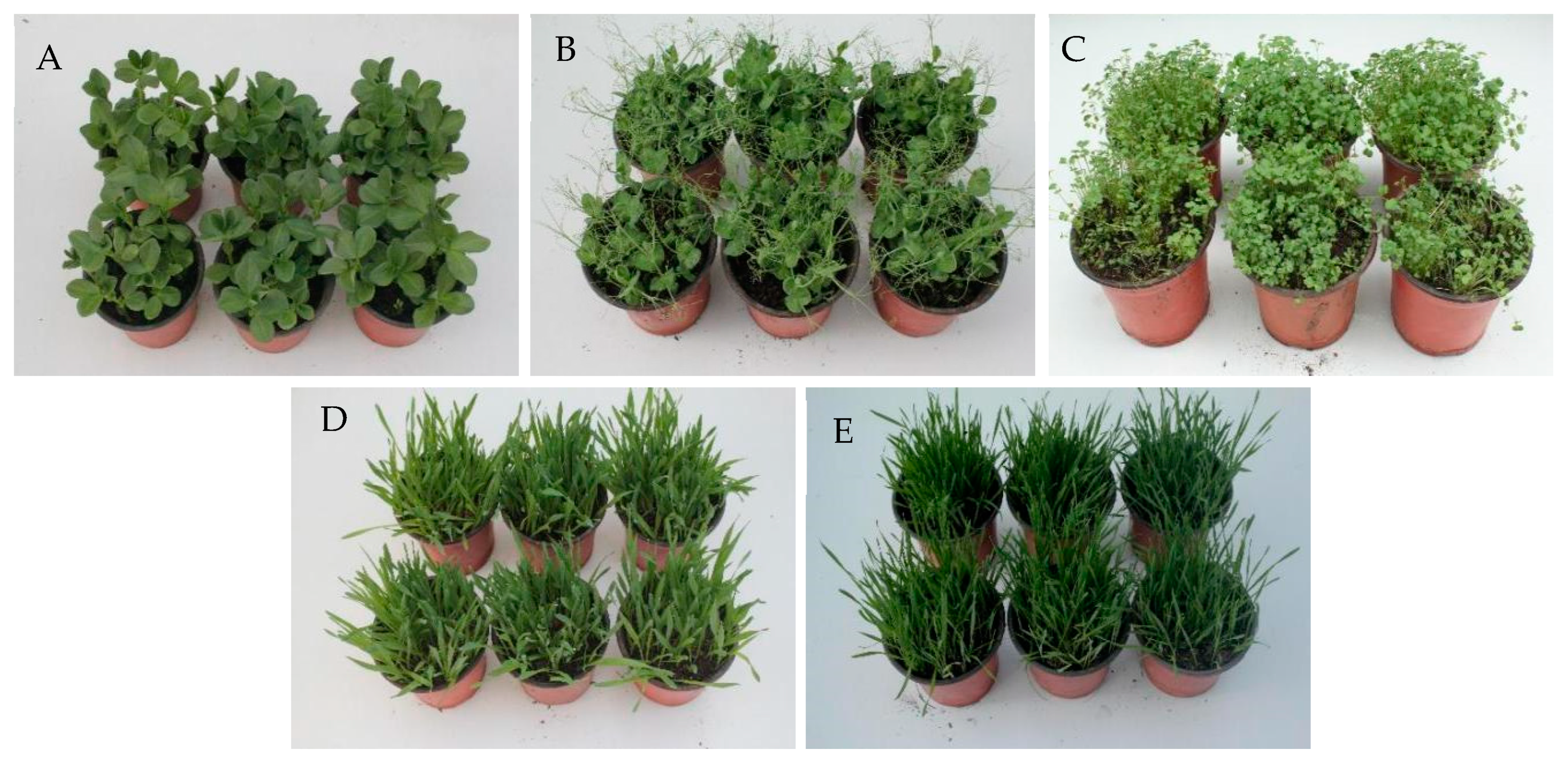 Plants 14 00331 g003