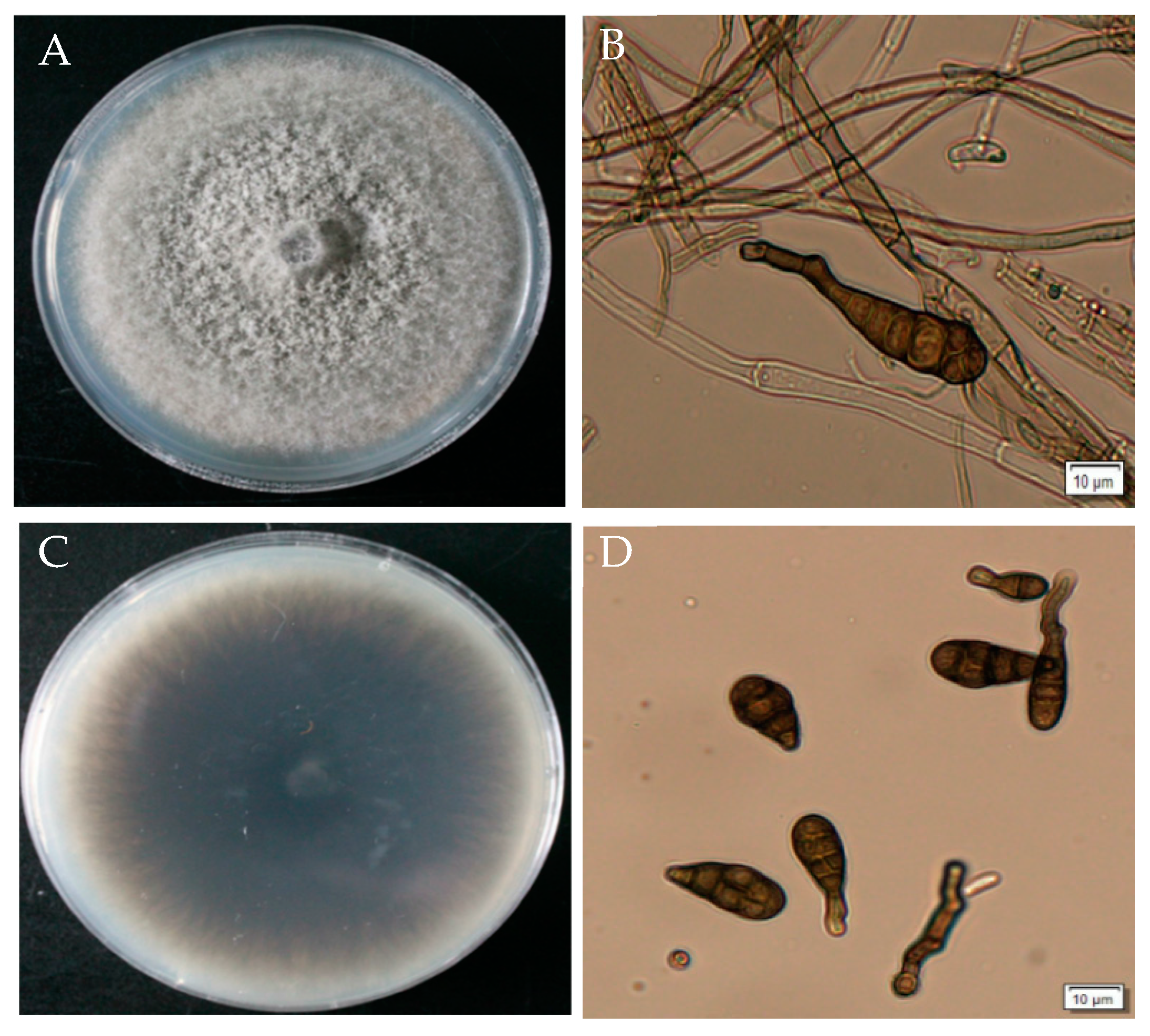 Plants 14 00331 g004