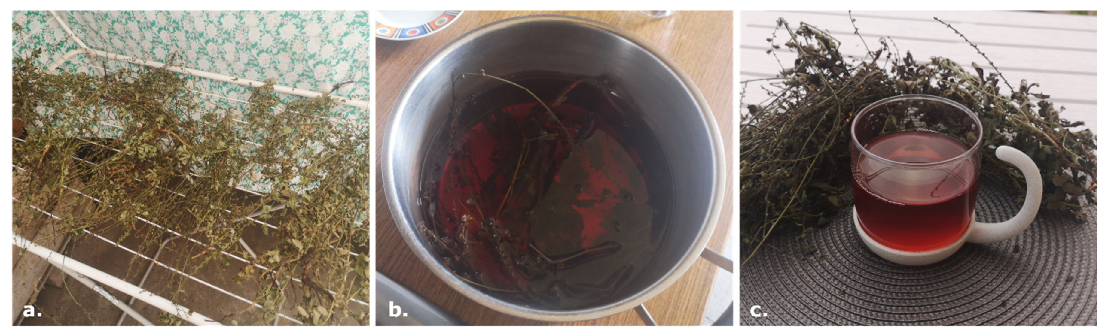 Plants 14 00340 g001