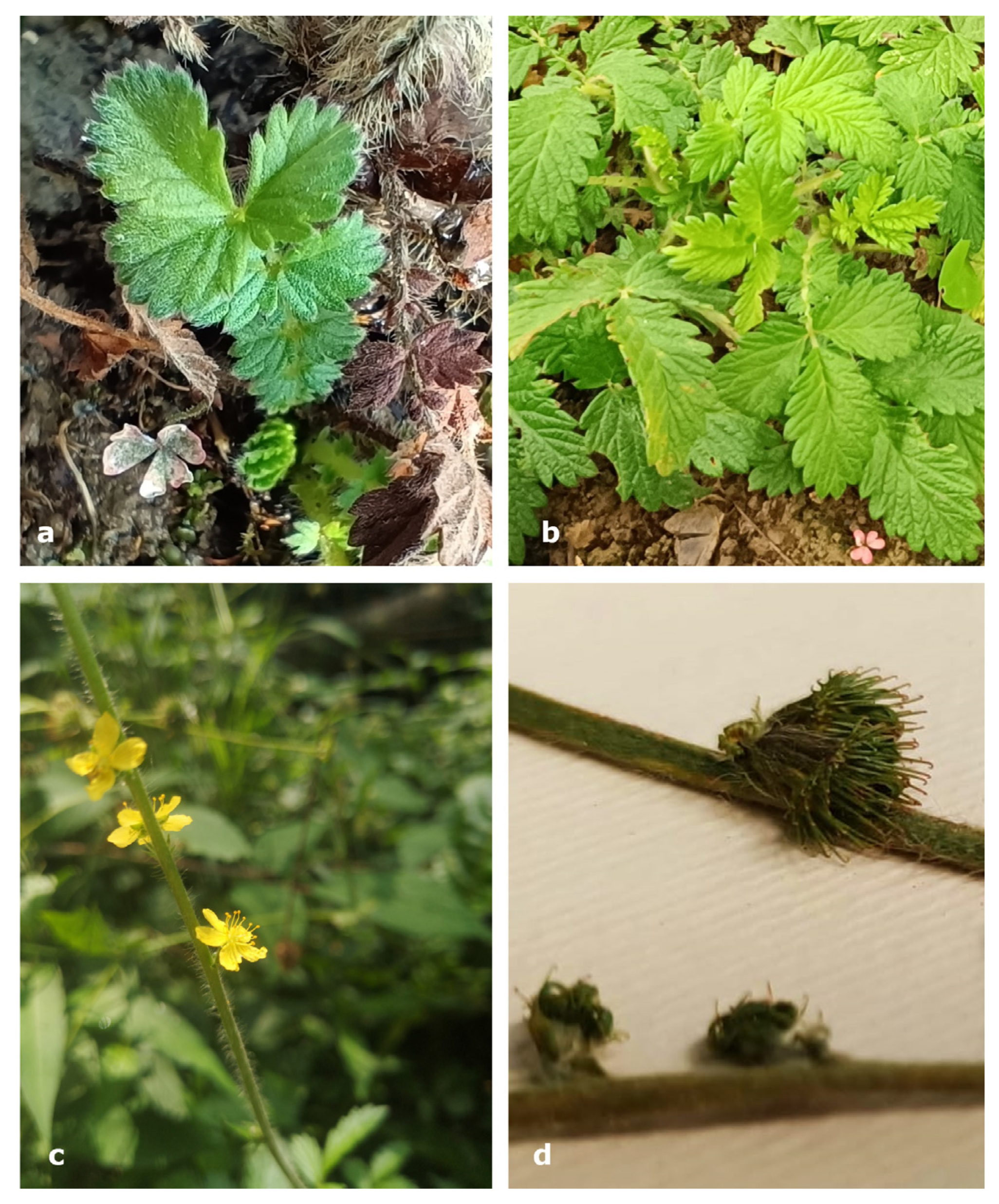 Plants 14 00340 g002