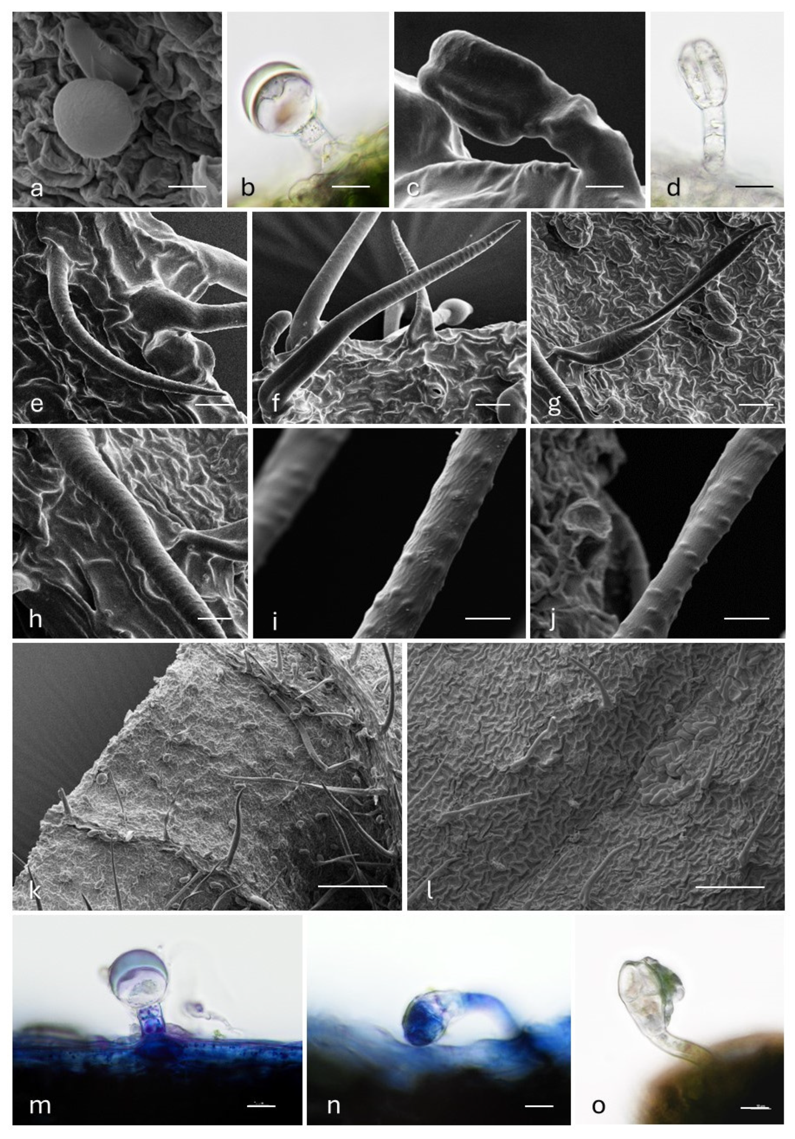 Plants 14 00340 g003