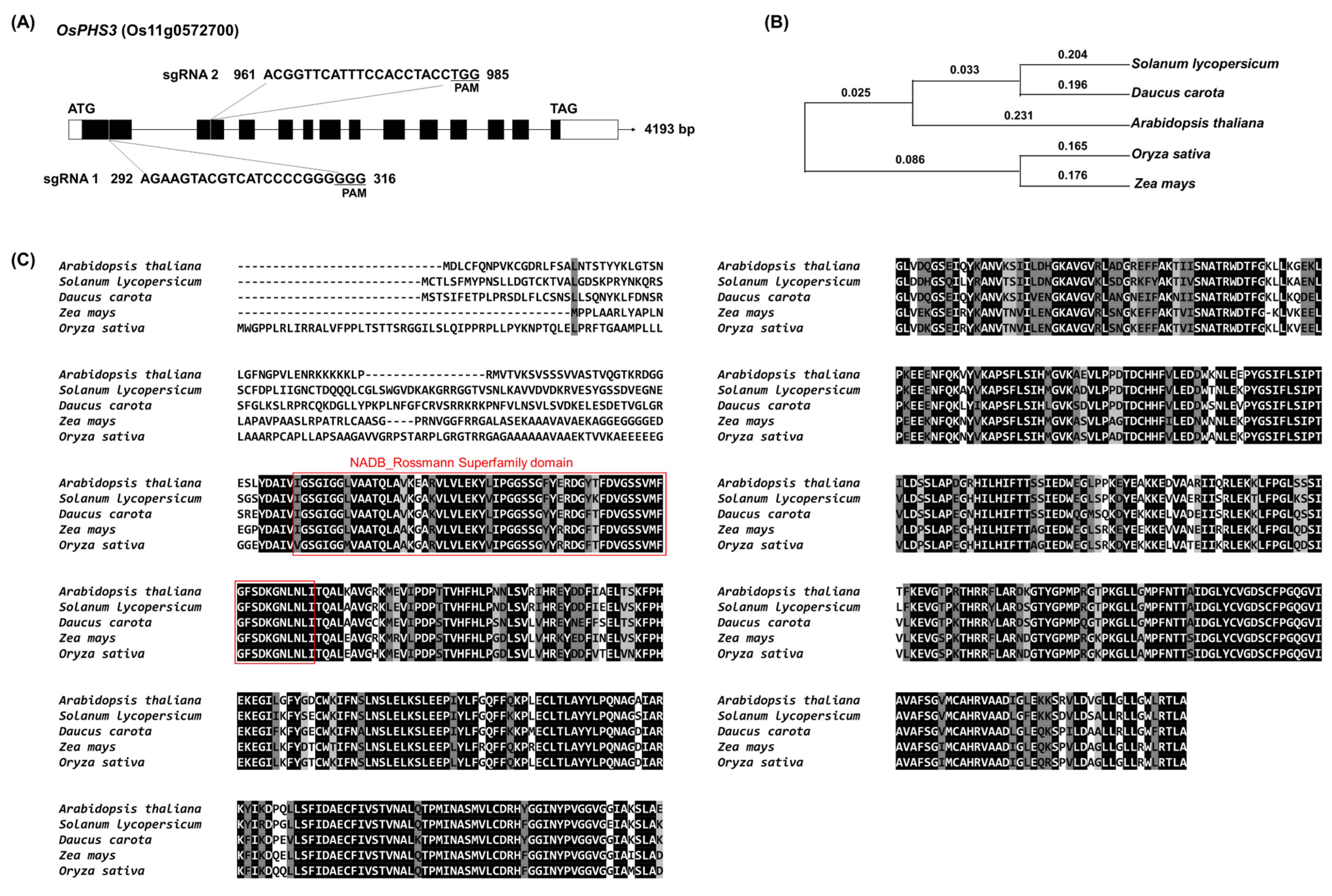 Plants 14 00345 g001