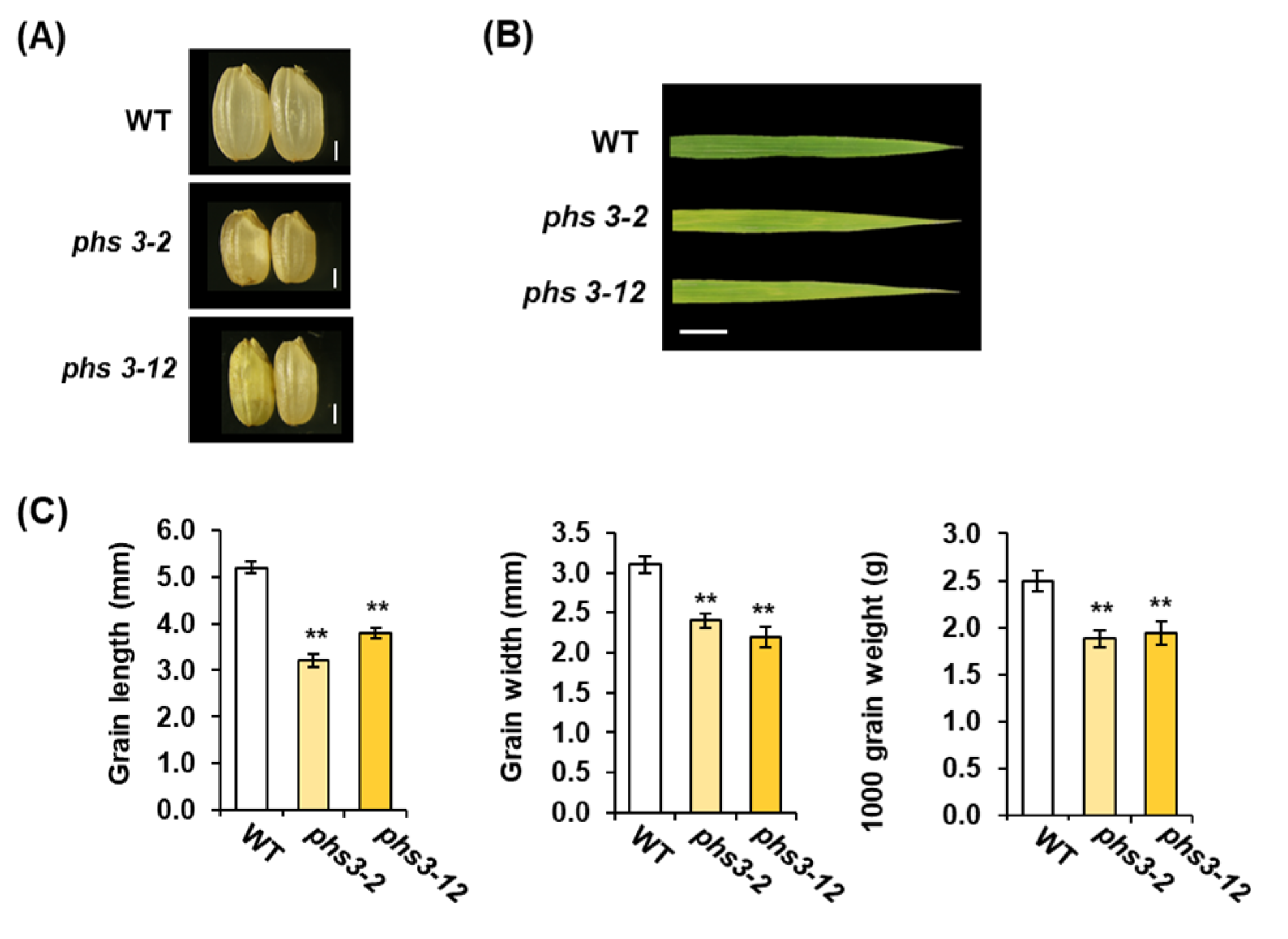 Plants 14 00345 g004