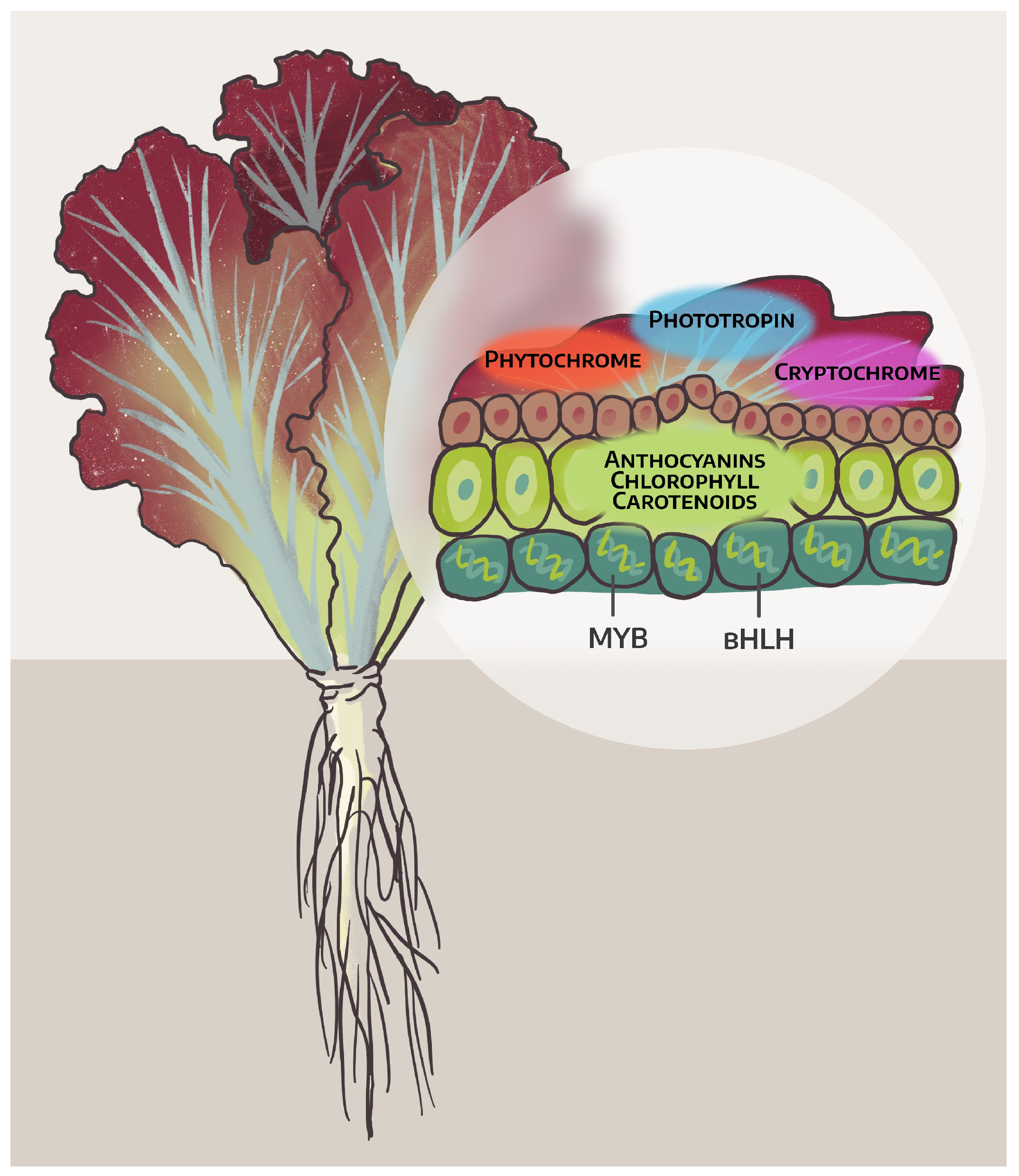Plants 14 00363 g003