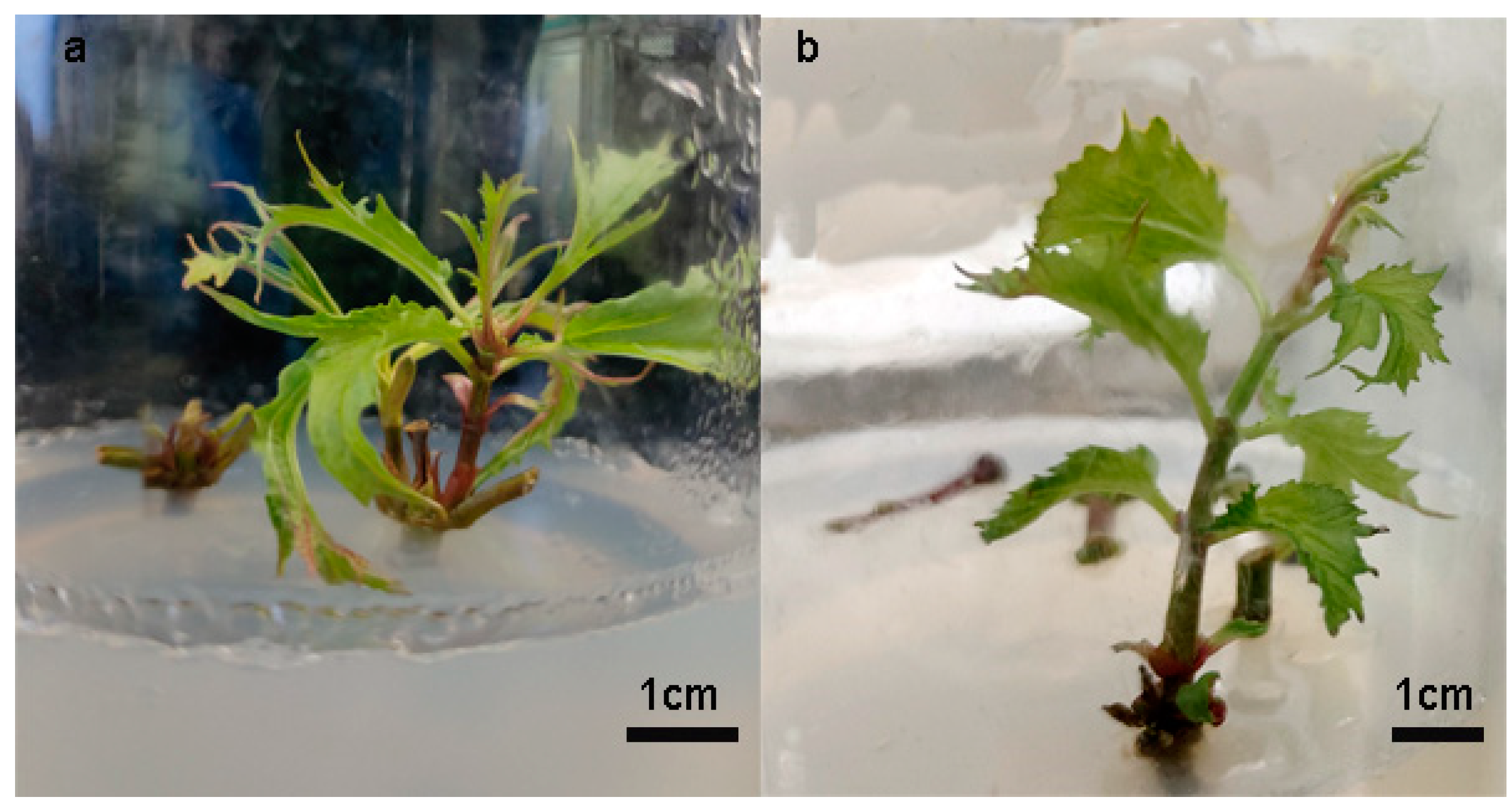 Plants 14 00374 g001