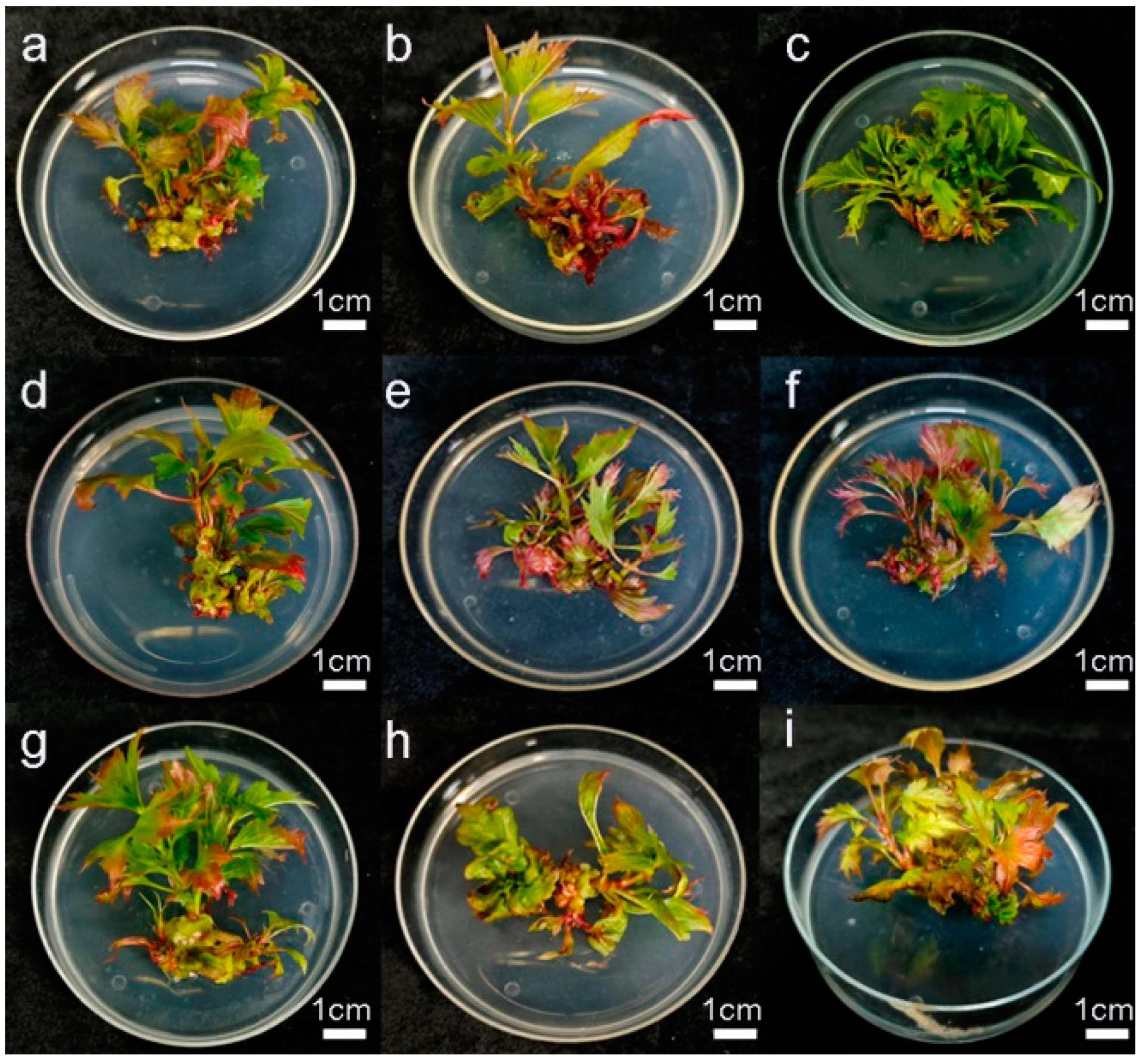 Plants 14 00374 g002