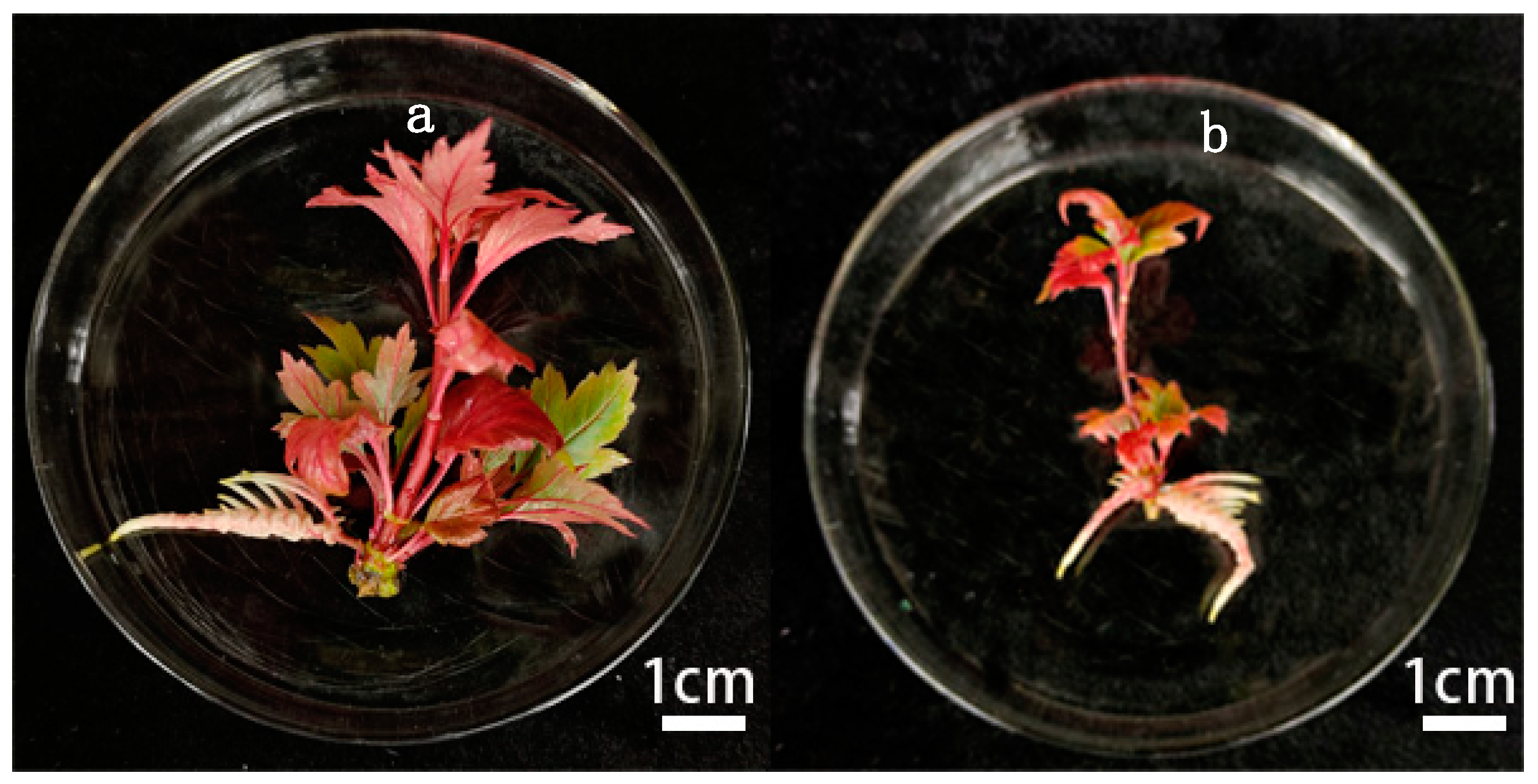 Plants 14 00374 g003