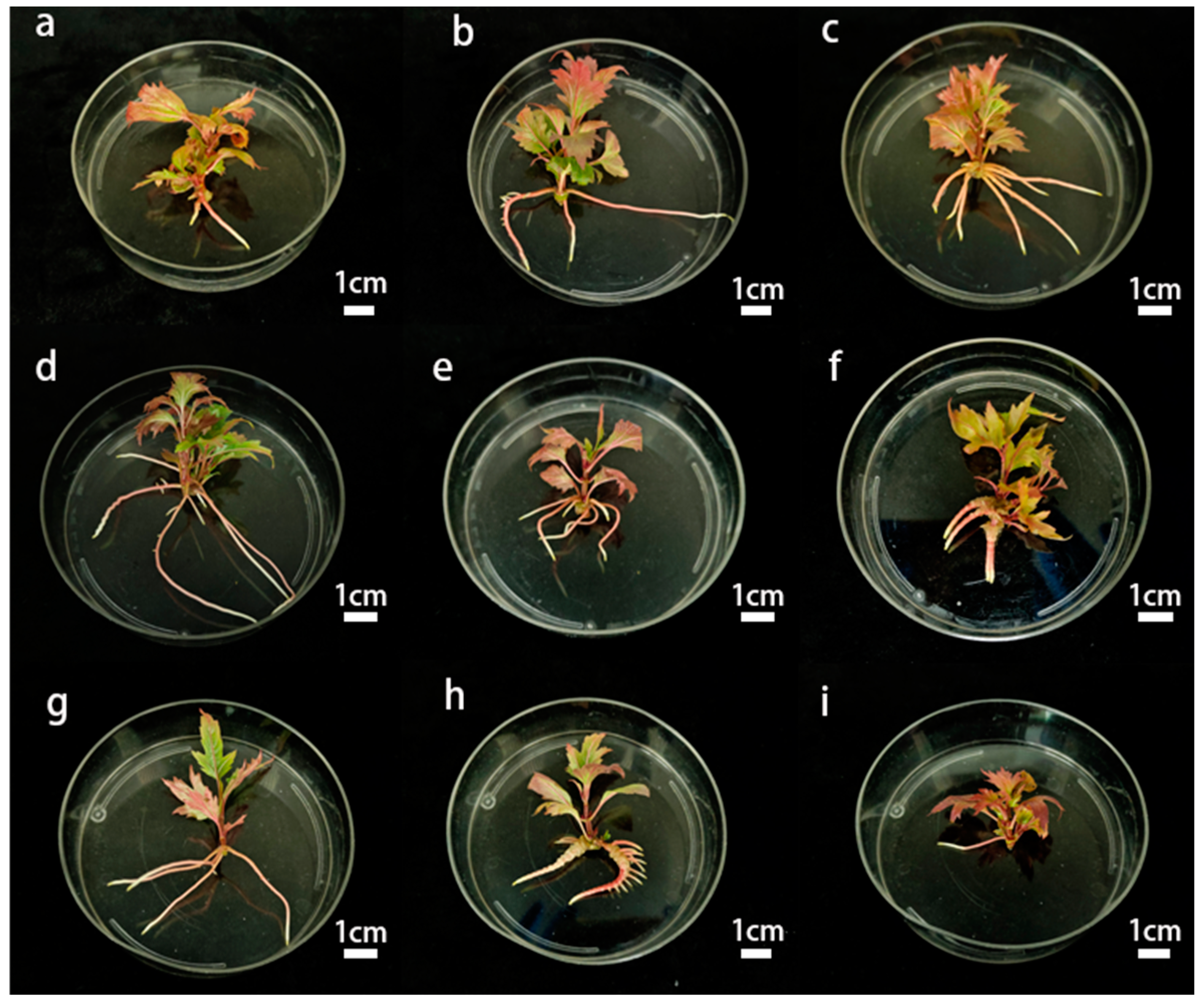 Plants 14 00374 g004