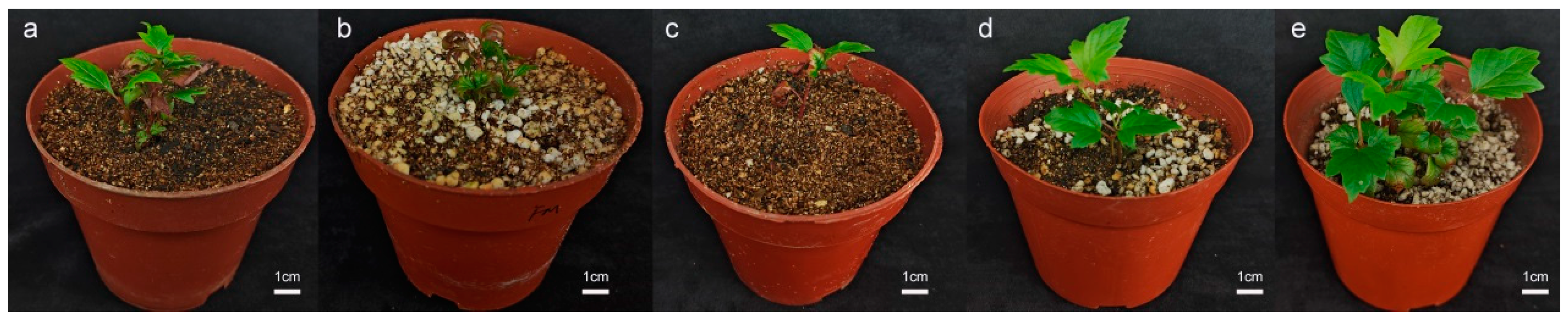 Plants 14 00374 g005
