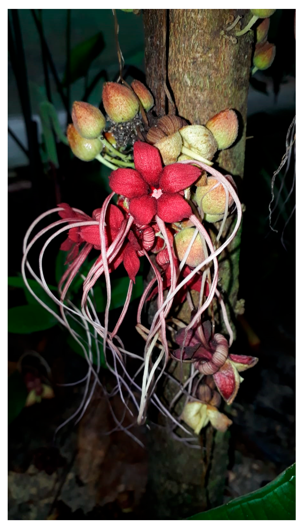 Plants 14 00377 g001 Plants 14 00377 g001