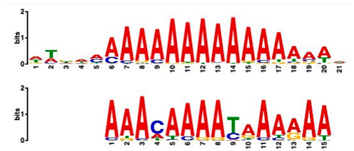 Plants 14 00381 i001