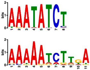 Plants 14 00381 i004