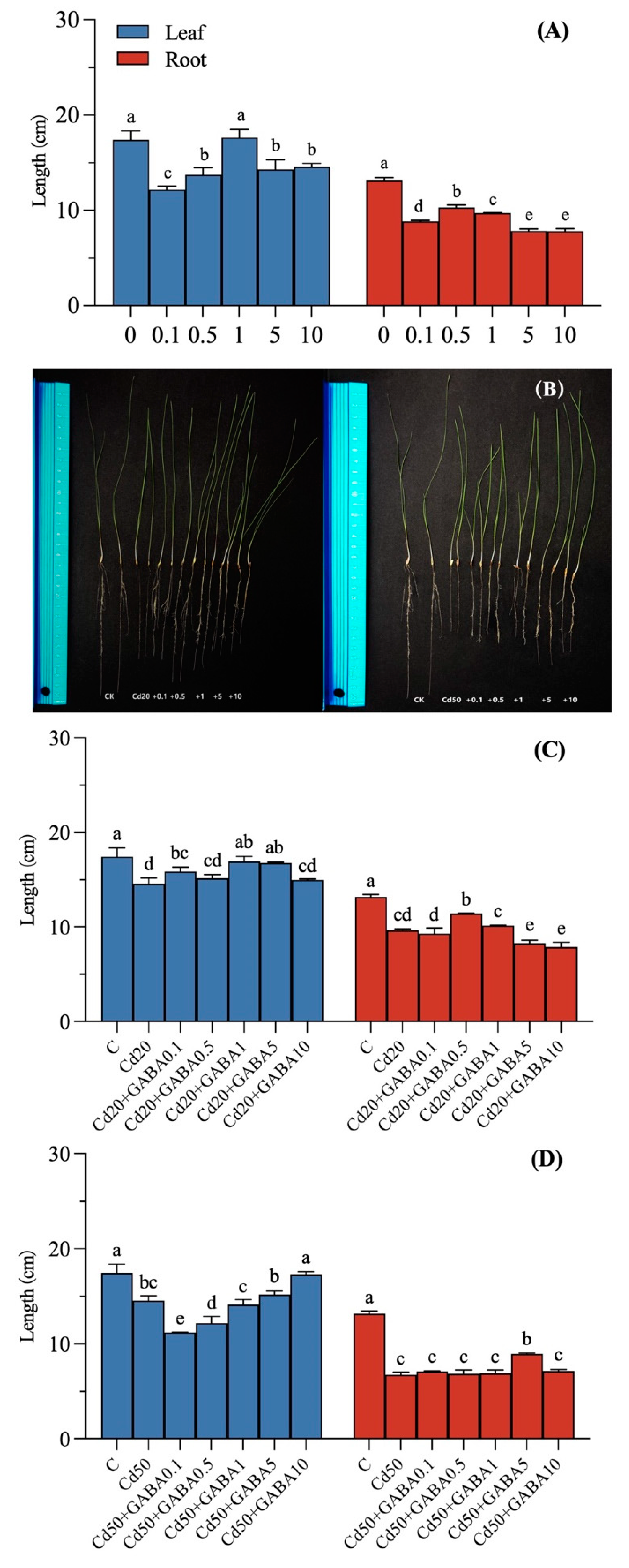 Plants 14 00383 g001