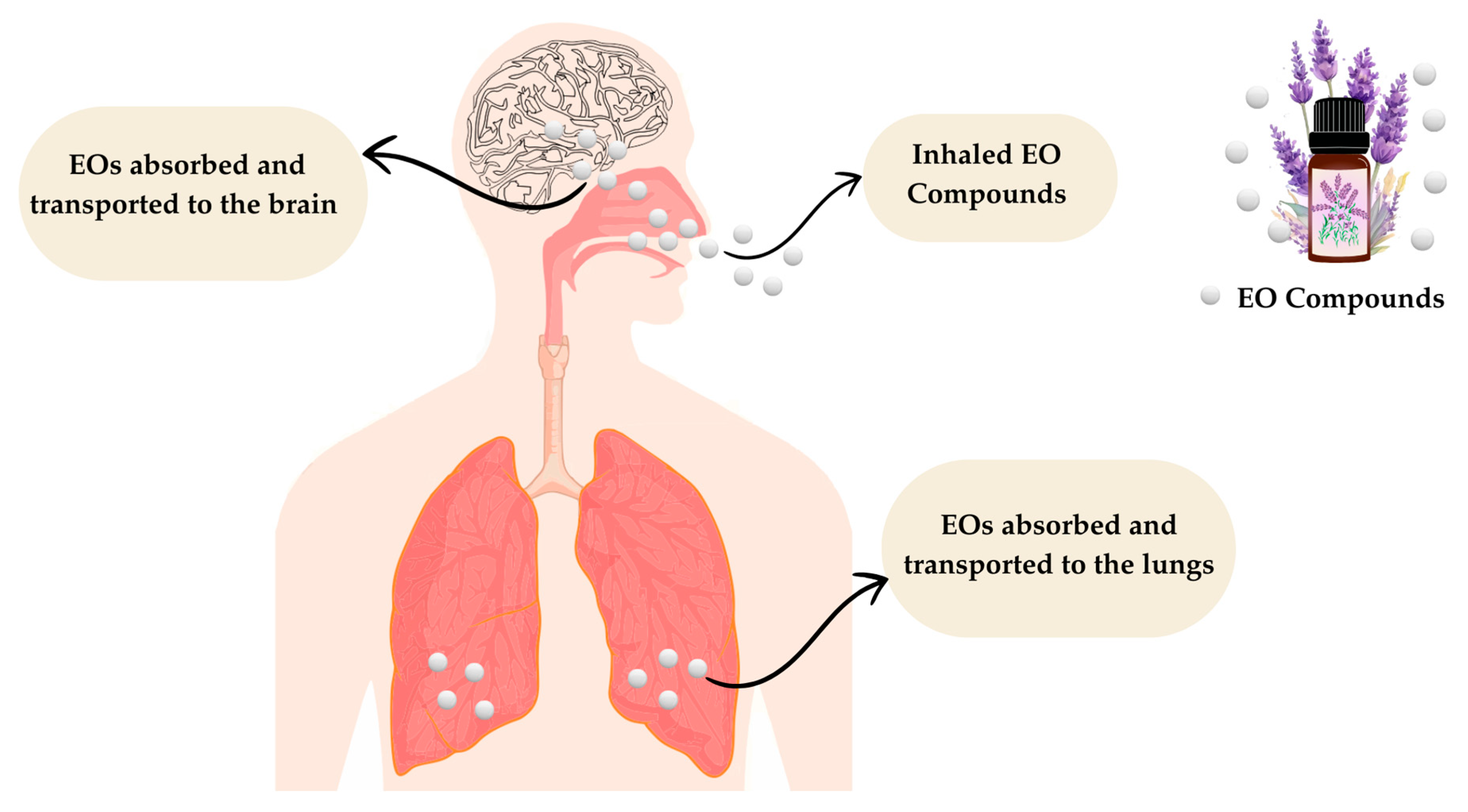 Plants 14 00400 g004