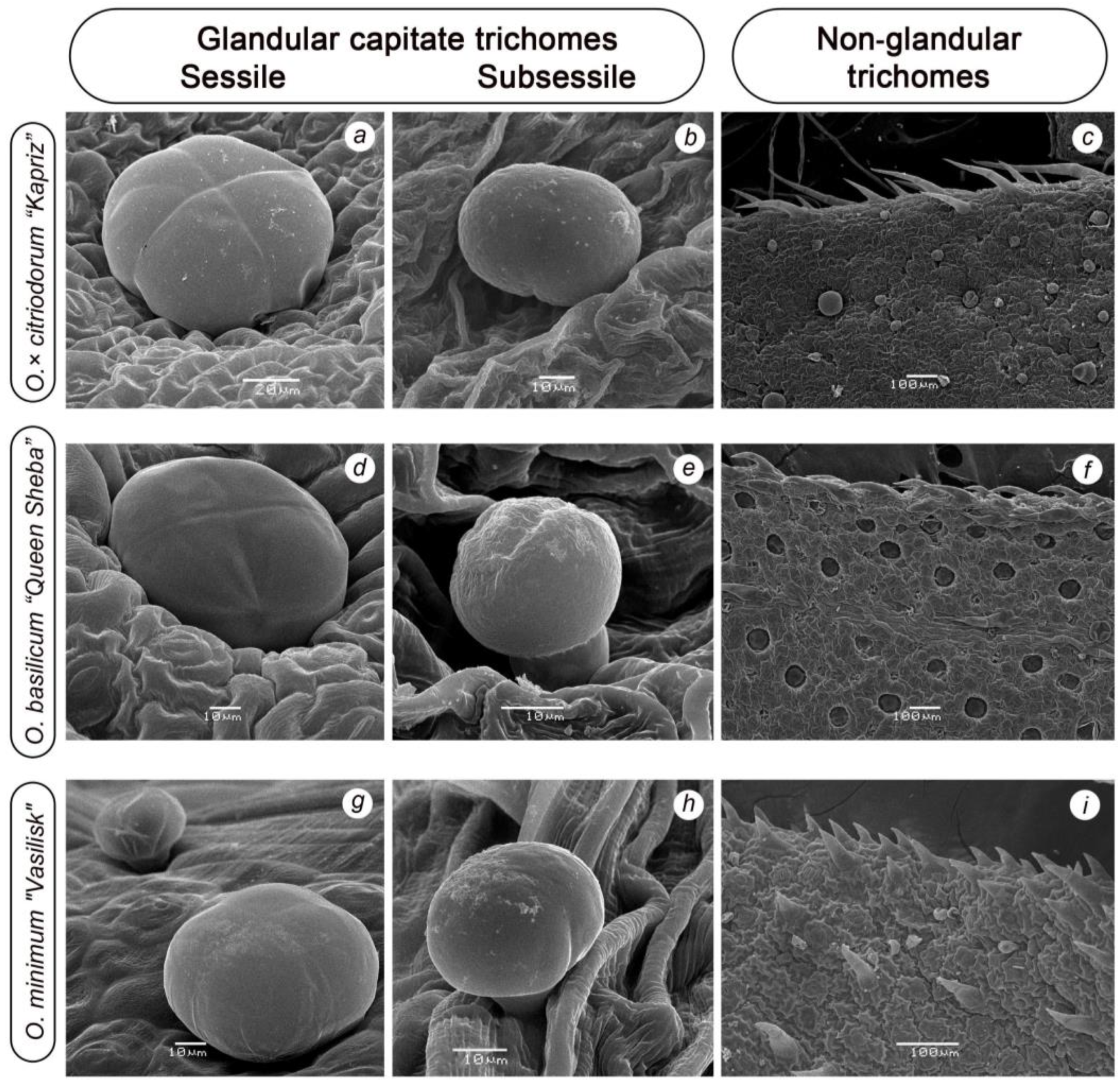 Plants 14 00403 g003