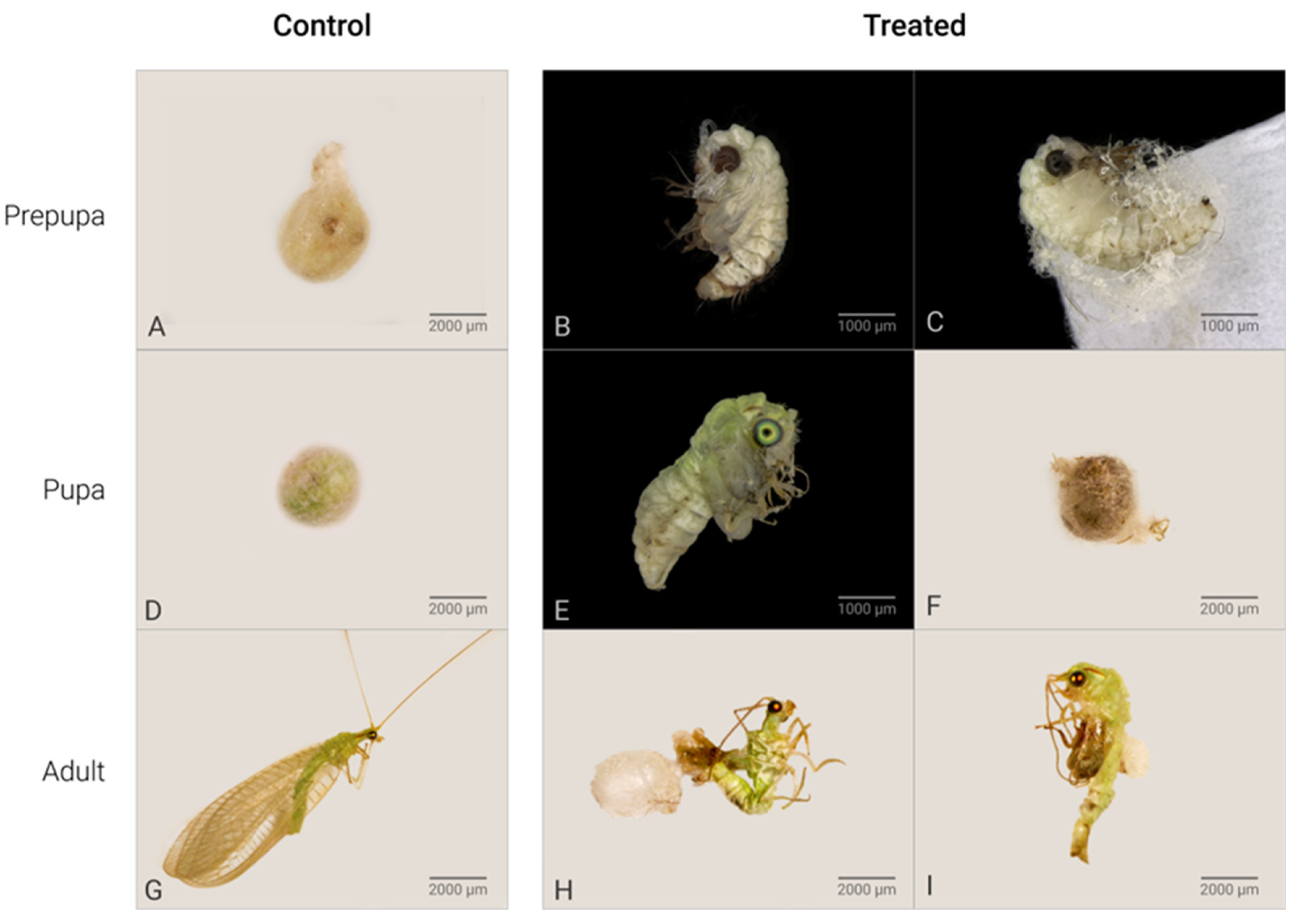 Plants 14 00416 g001