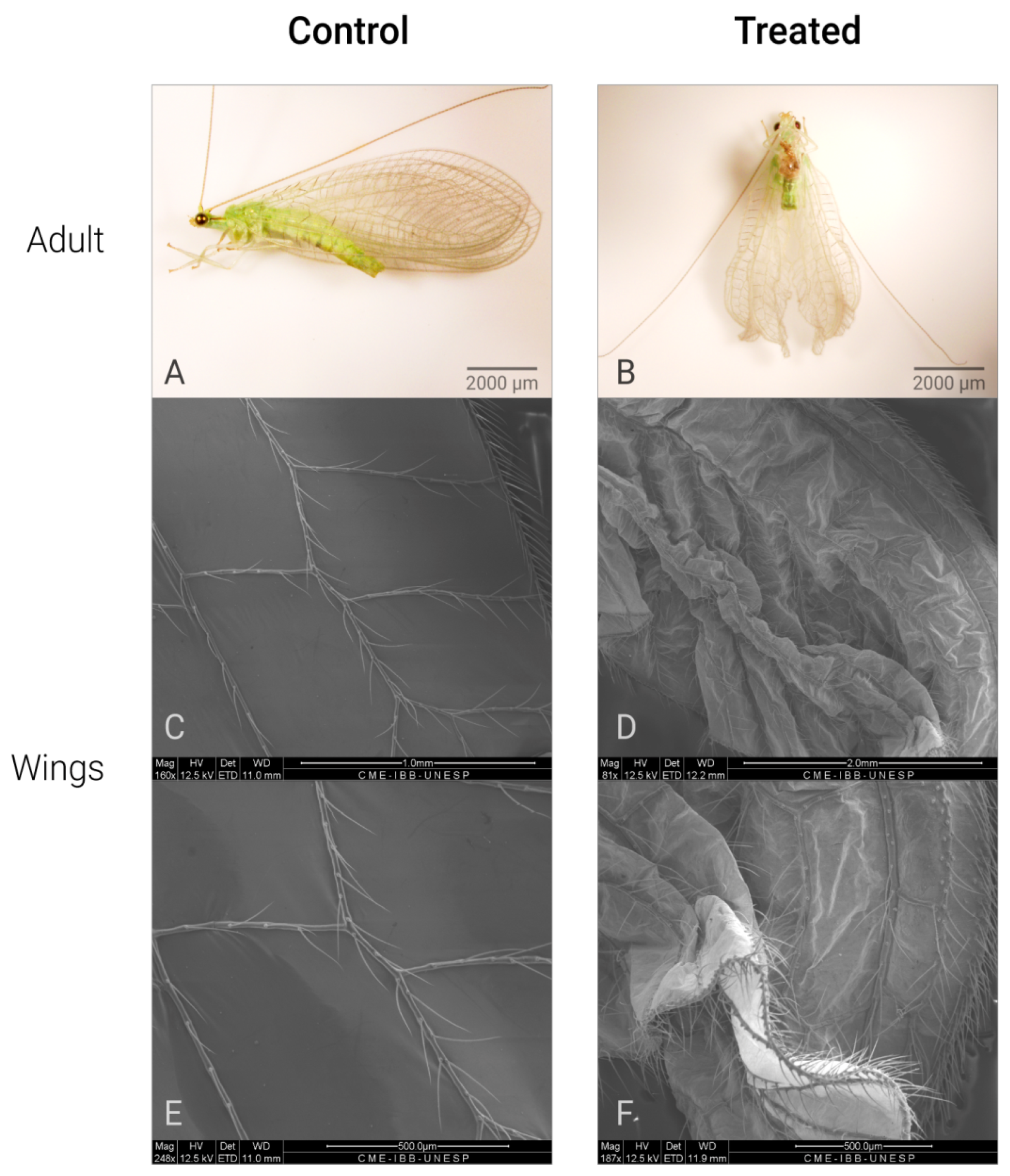 Plants 14 00416 g002