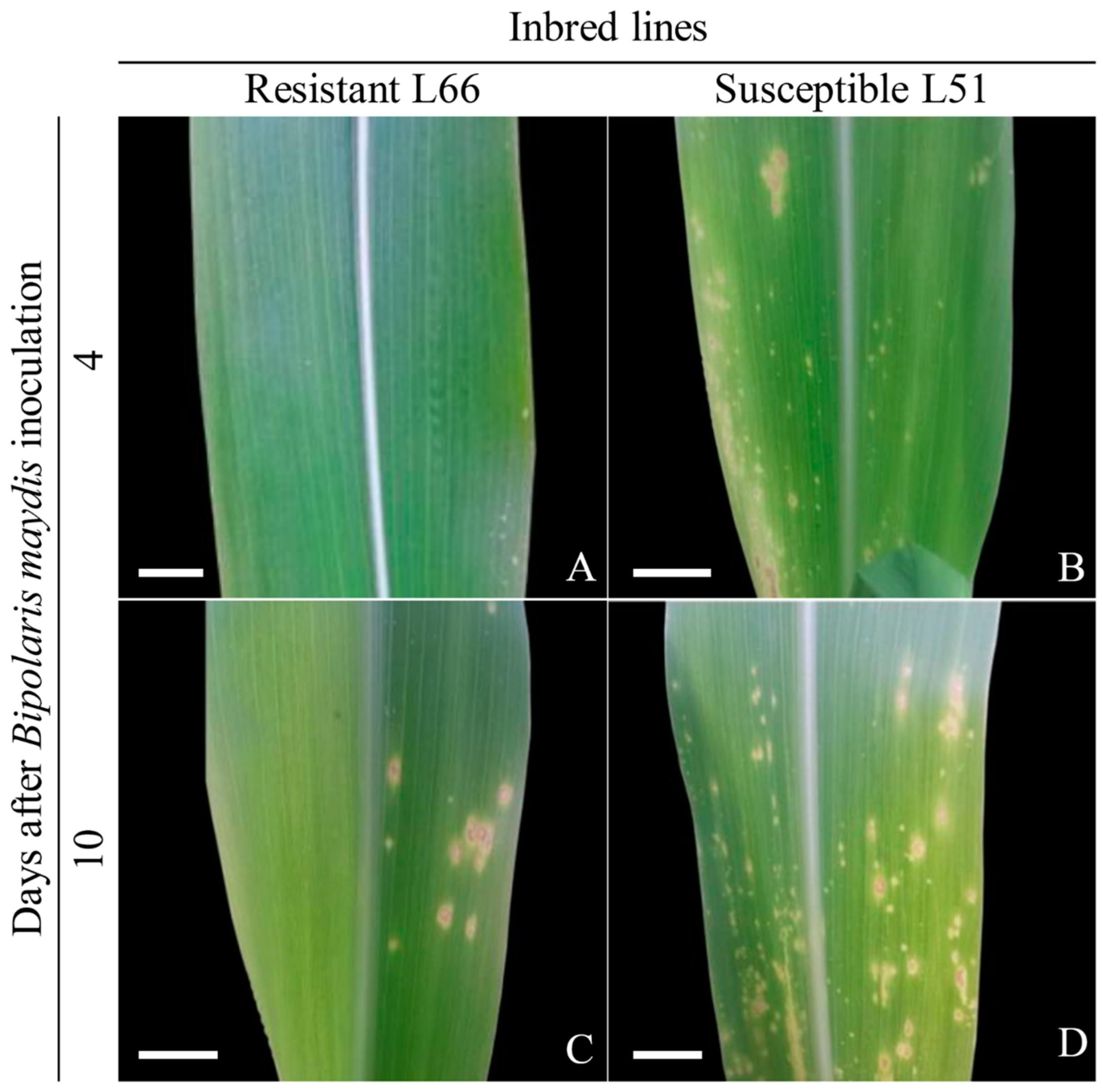 Plants 14 00426 g001