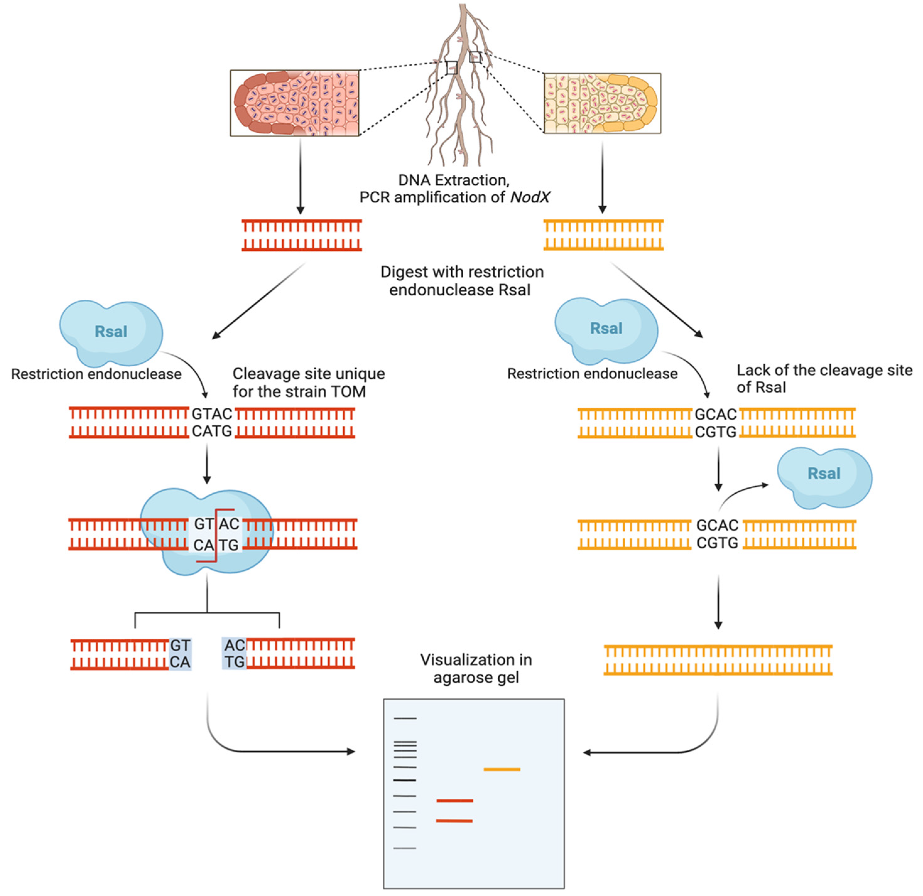 Plants 14 00427 g004