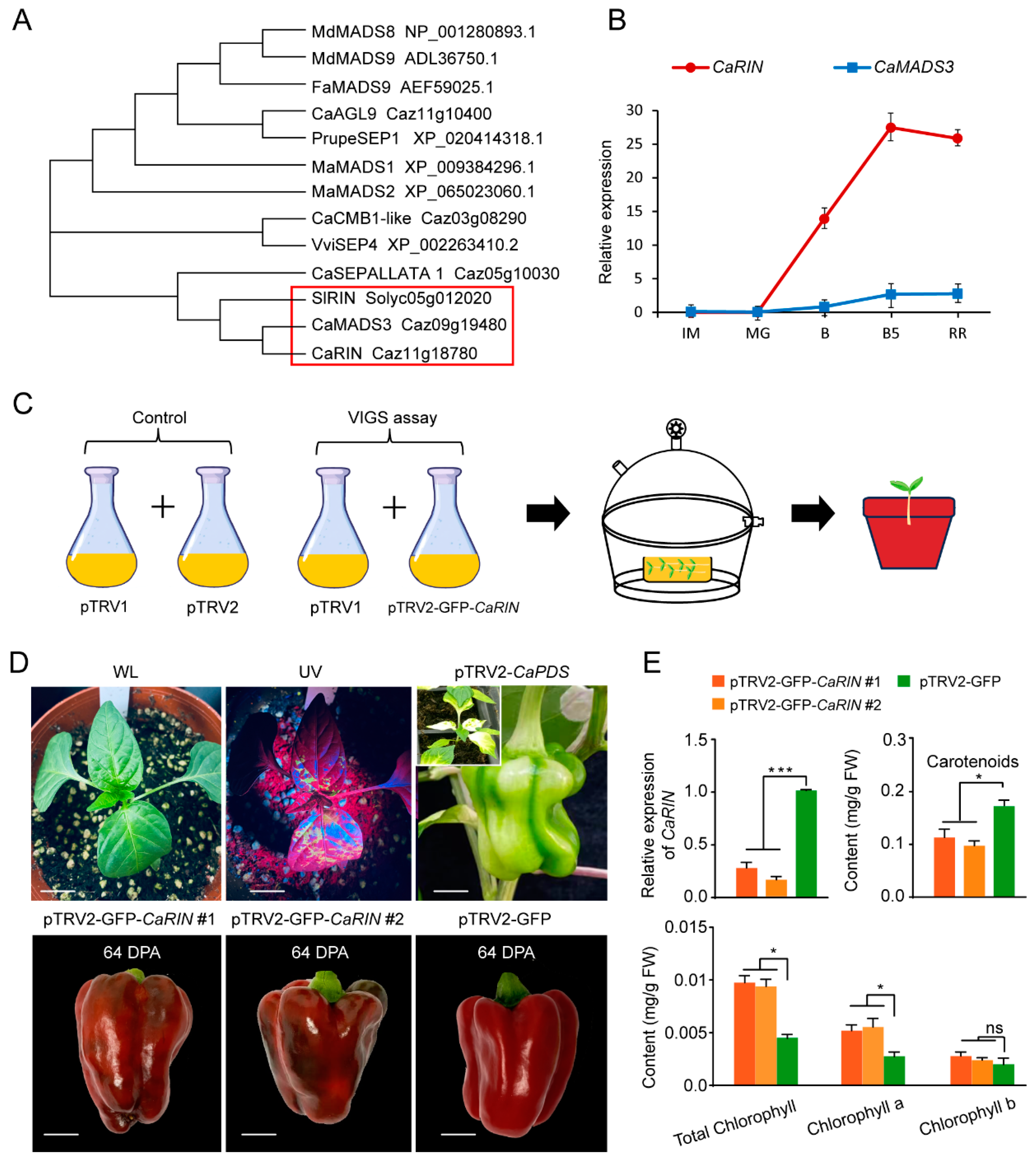 Plants 14 00445 g001