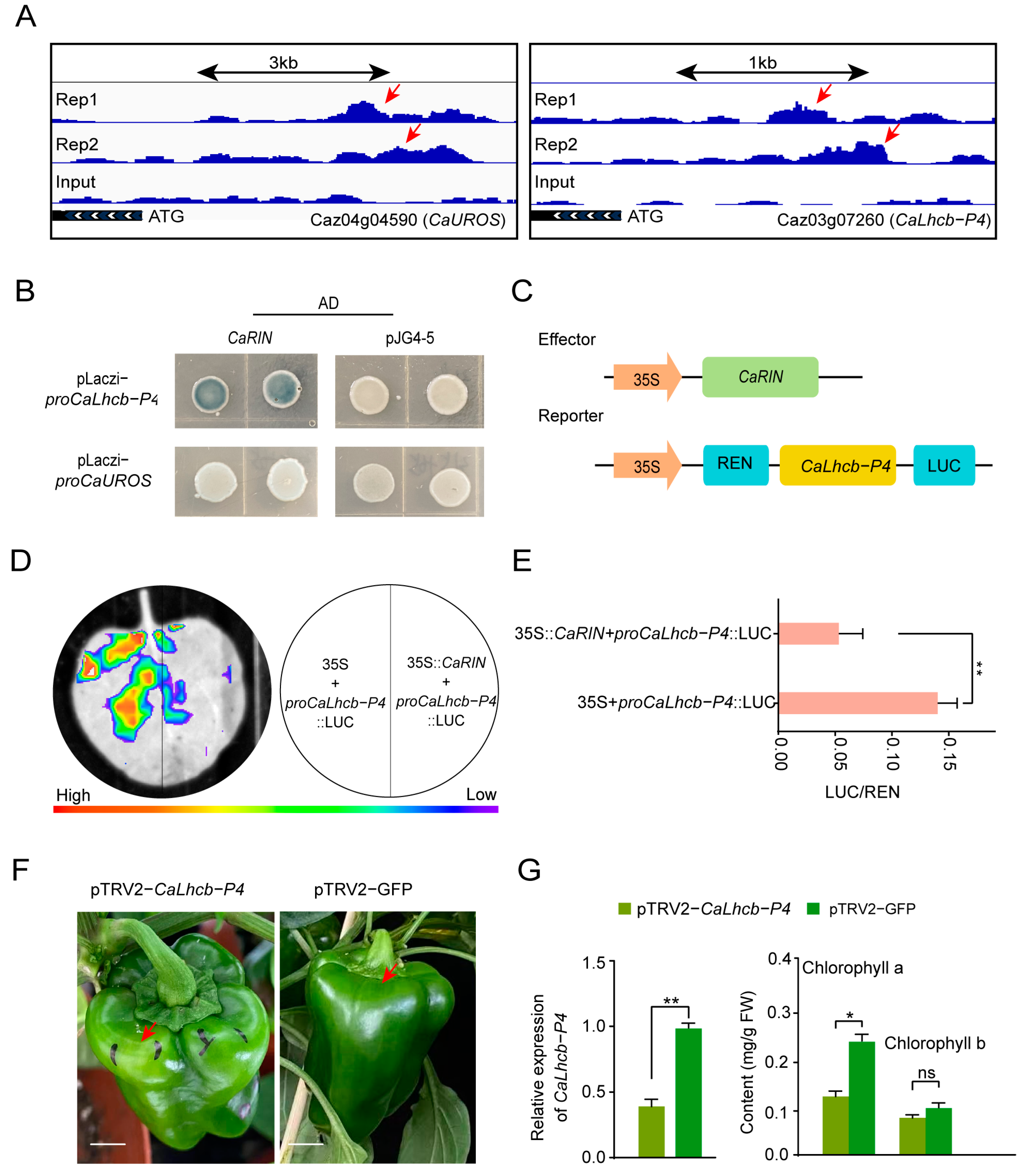 Plants 14 00445 g005