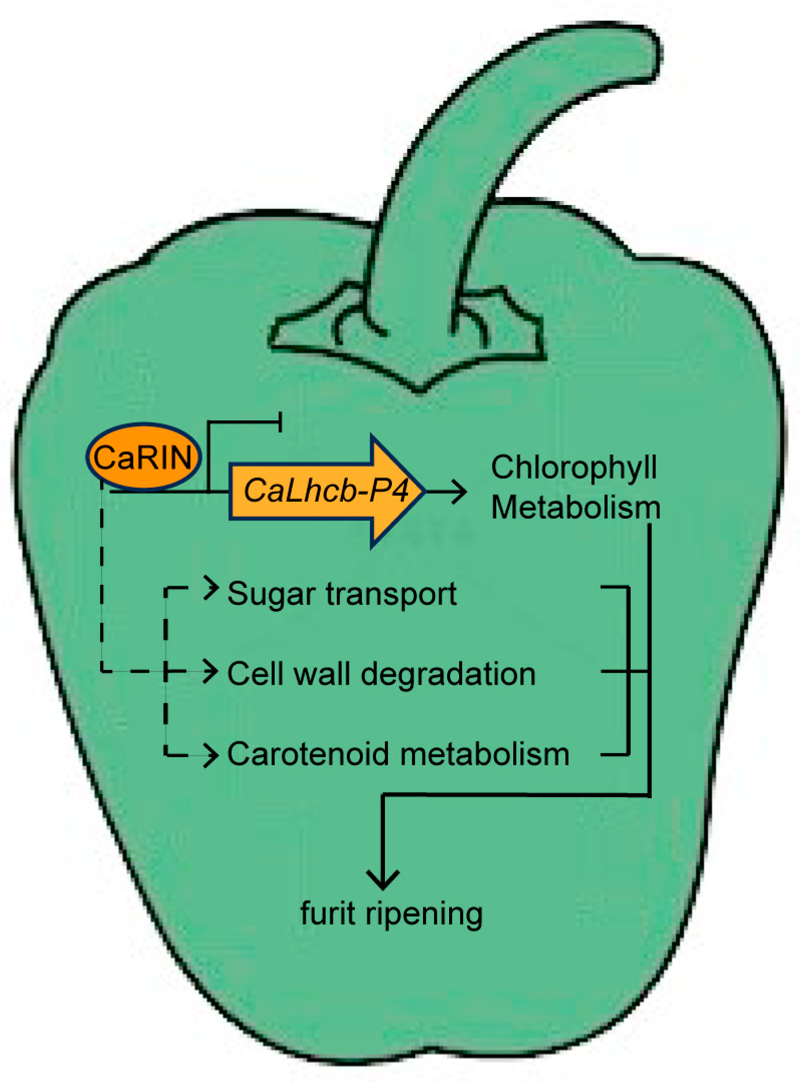 Plants 14 00445 g006