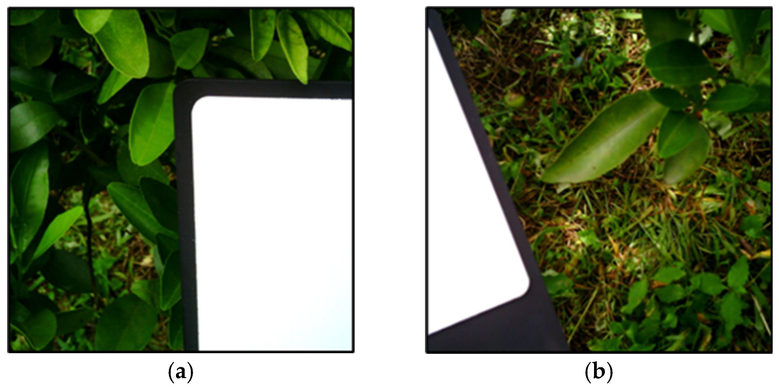 Plants 14 00451 g008 Plants 14 00451 g008