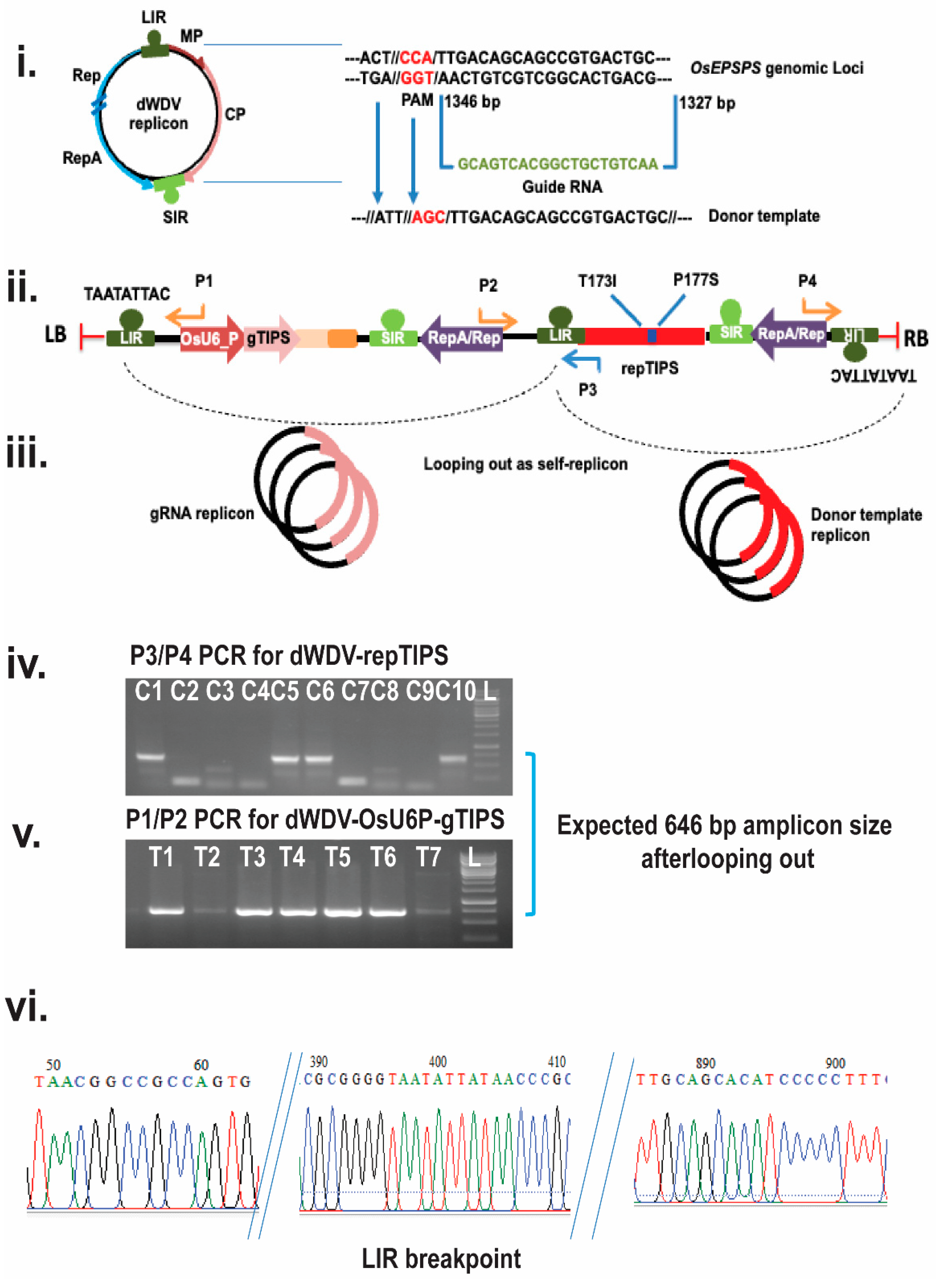 Plants 14 00477 g002