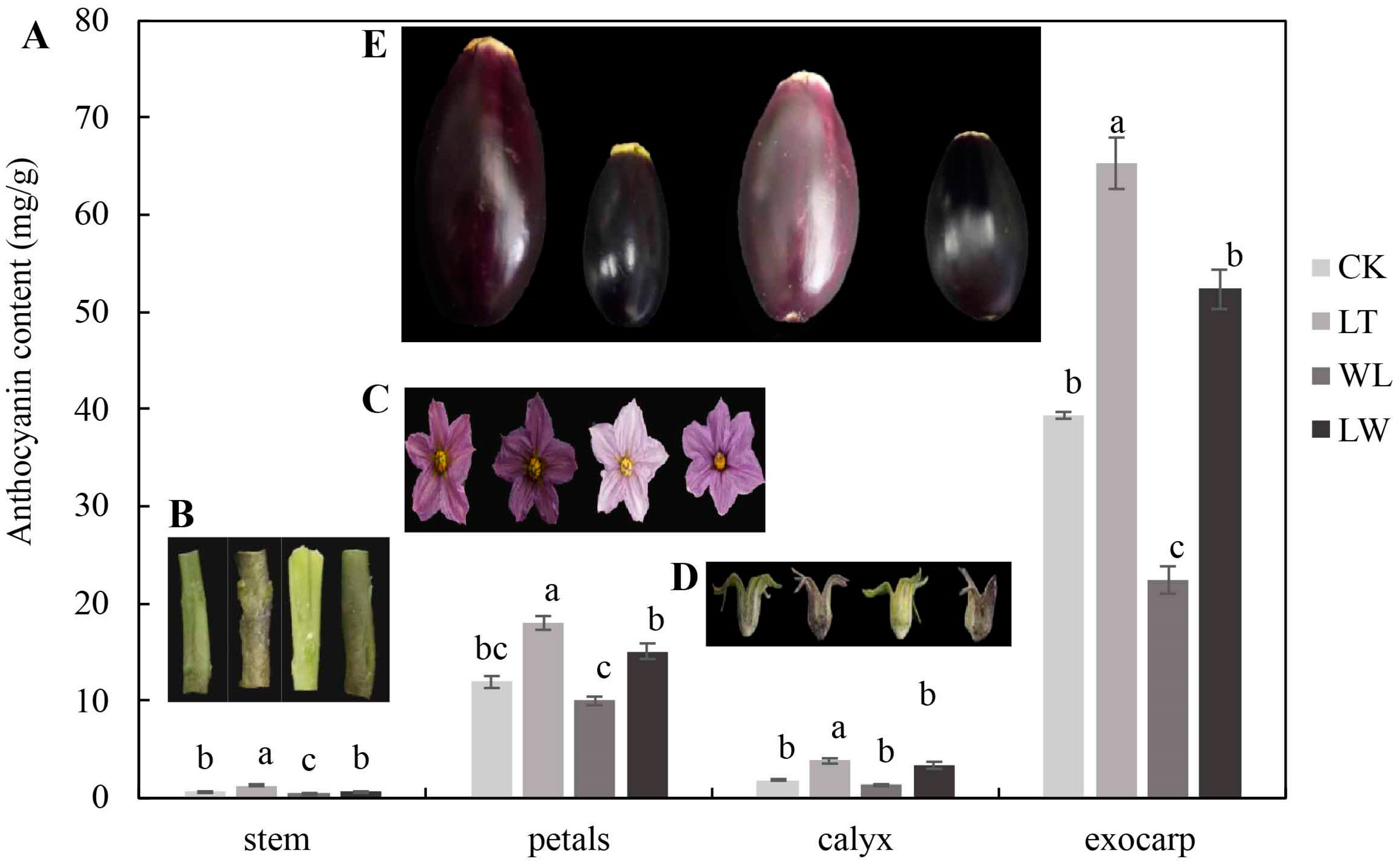 Plants 14 00478 g001