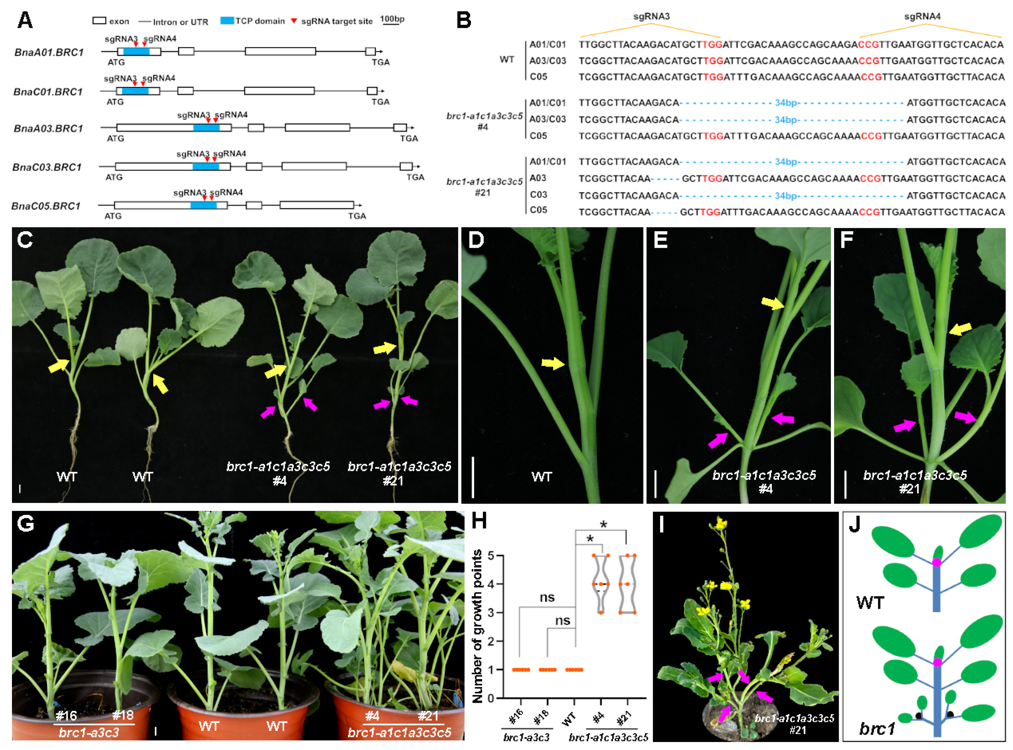 Plants 14 00486 g005