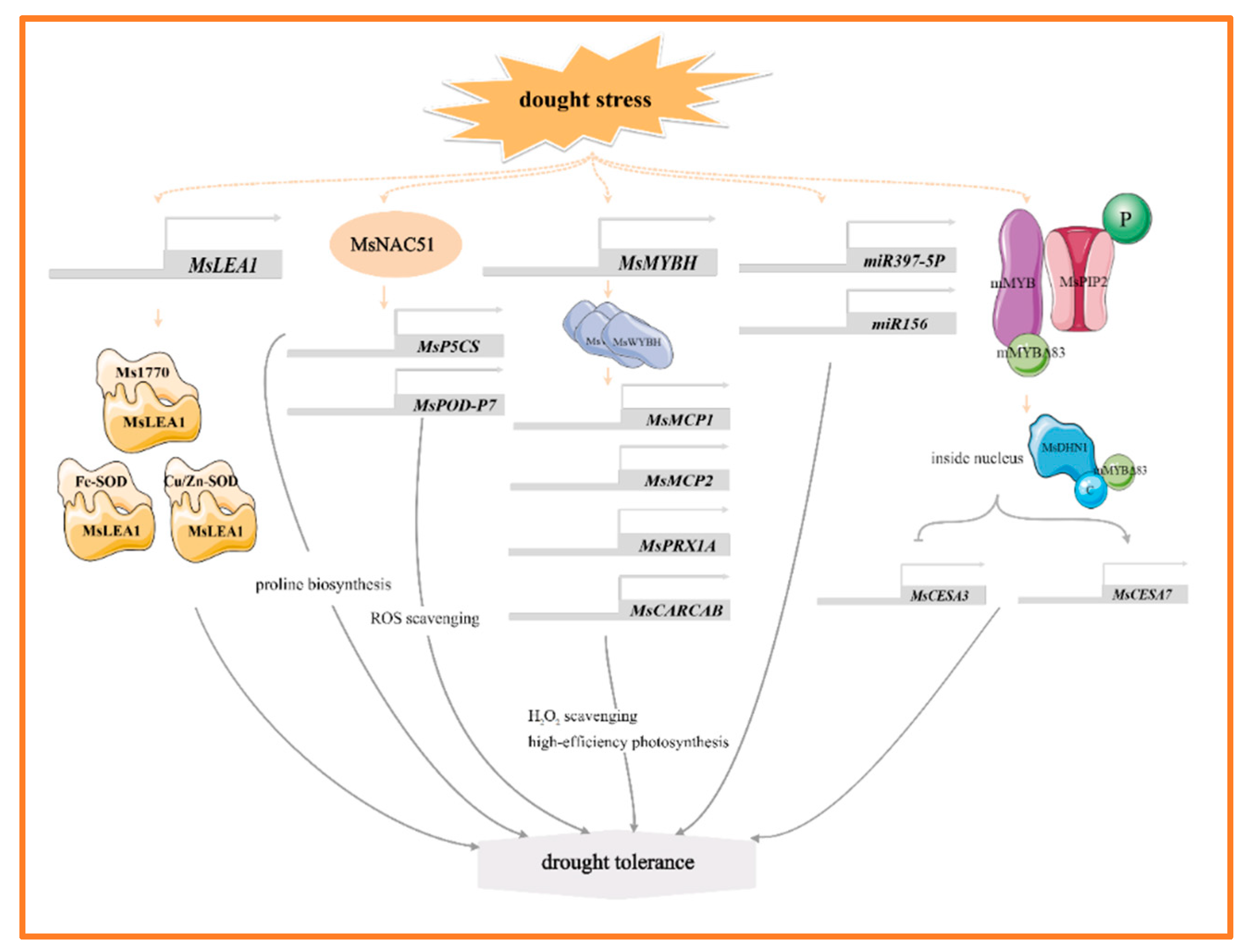 Plants 14 00487 g001