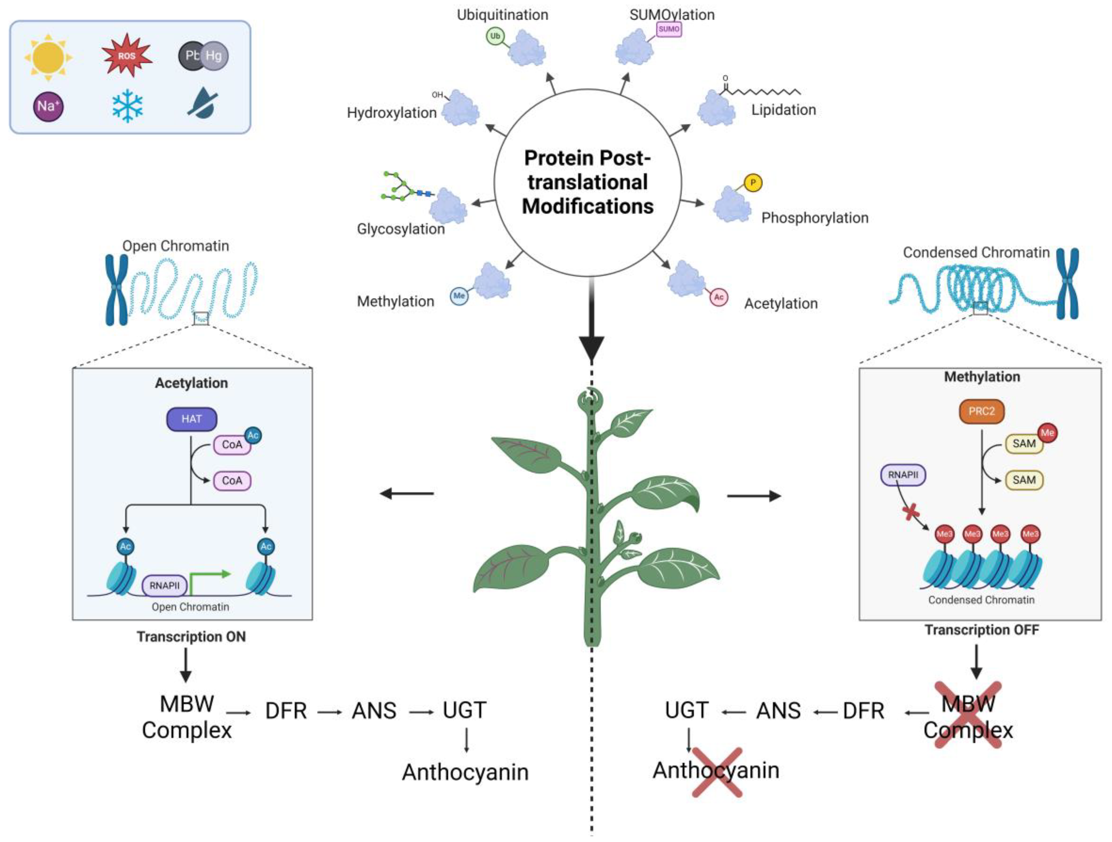 Plants 14 00489 g001