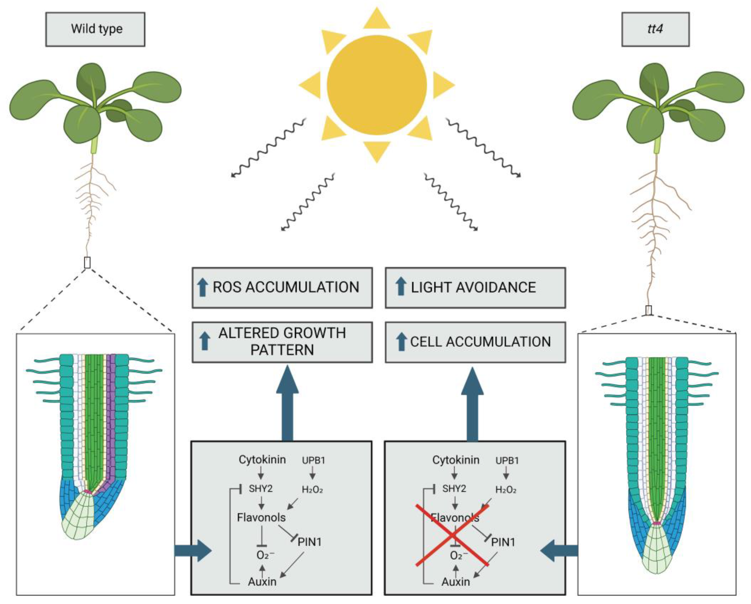 Plants 14 00489 g002