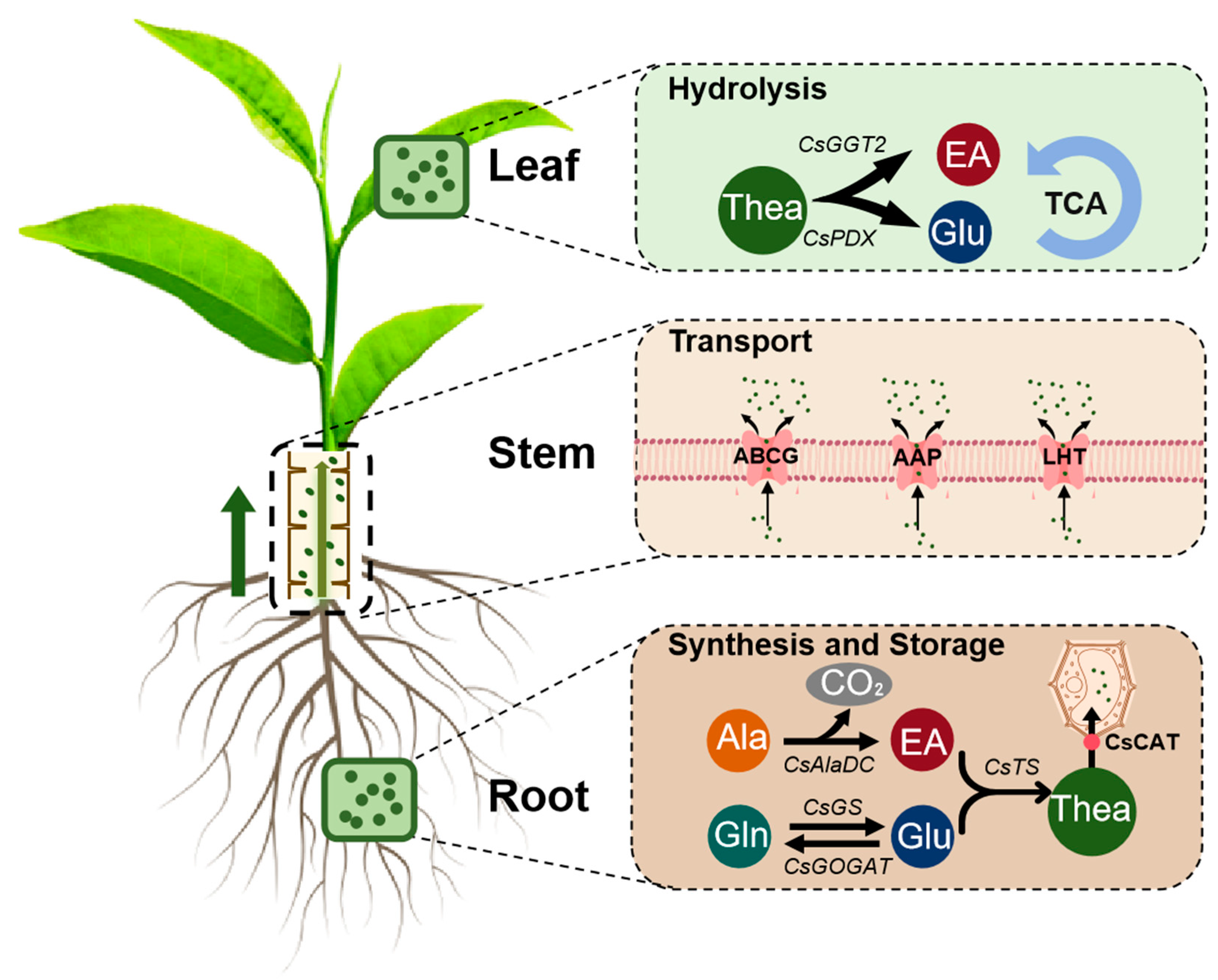 Plants 14 00492 g001