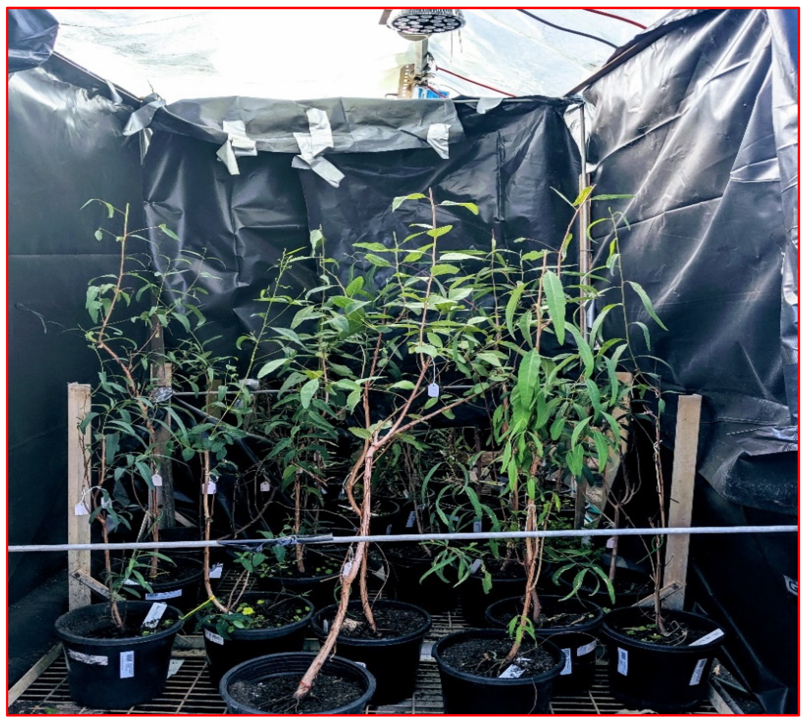 Plants 14 00493 g007