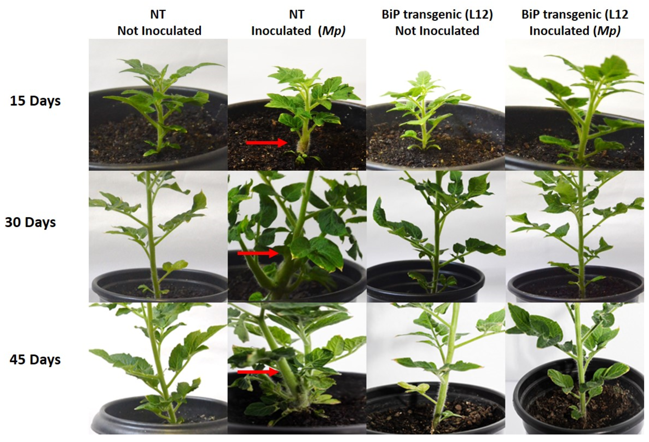 Plants 14 00503 g001 Plants 14 00503 g001