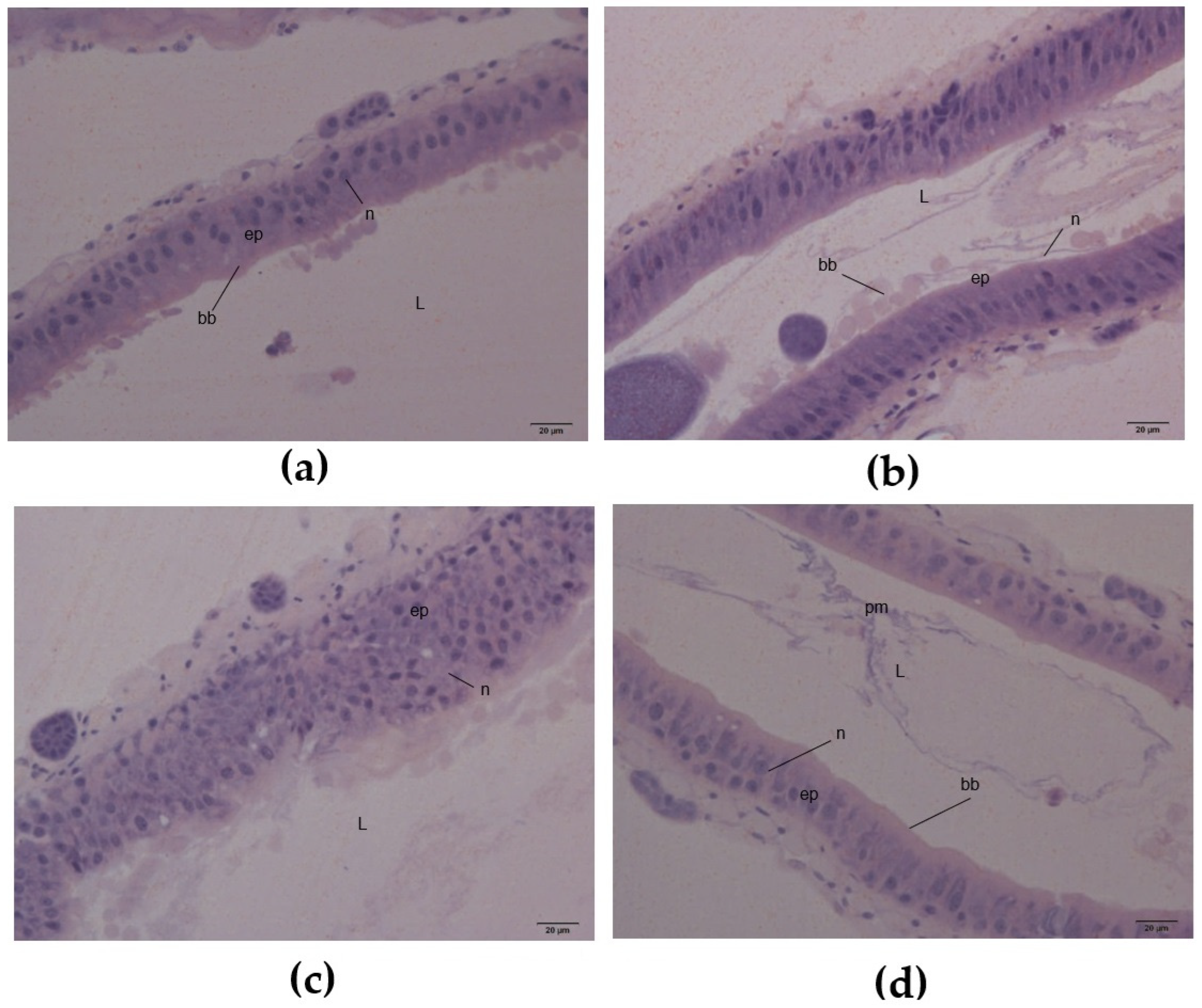 Plants 14 00511 g006