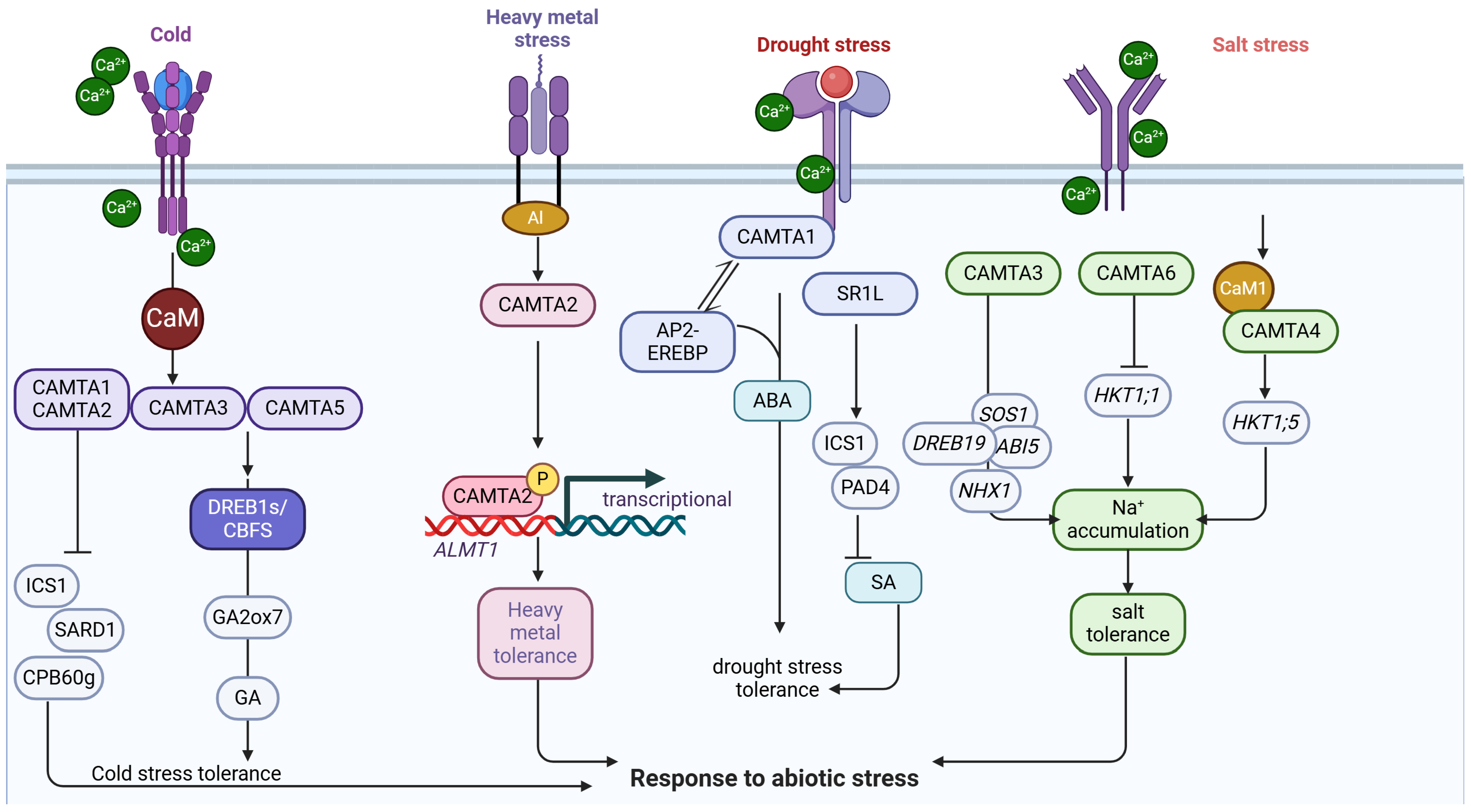 Plants 14 00532 g001