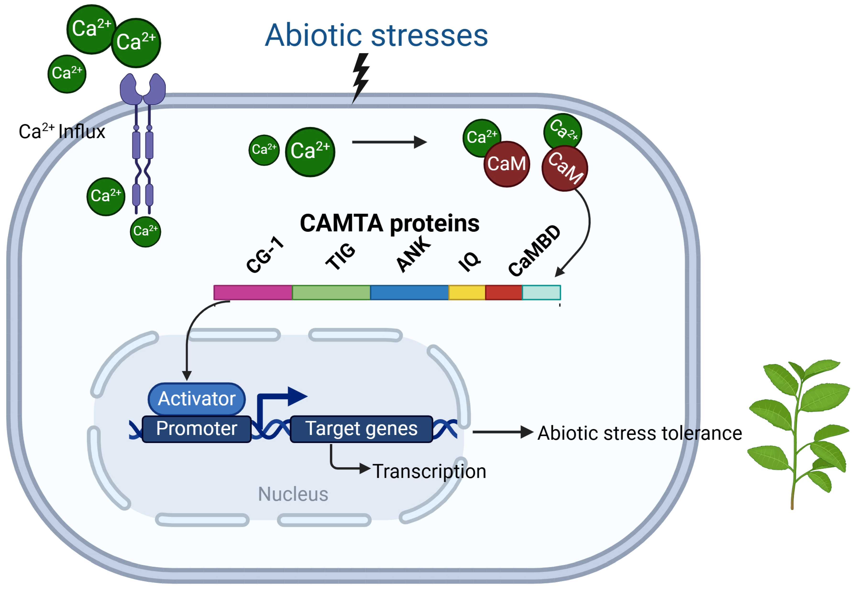 Plants 14 00532 g002