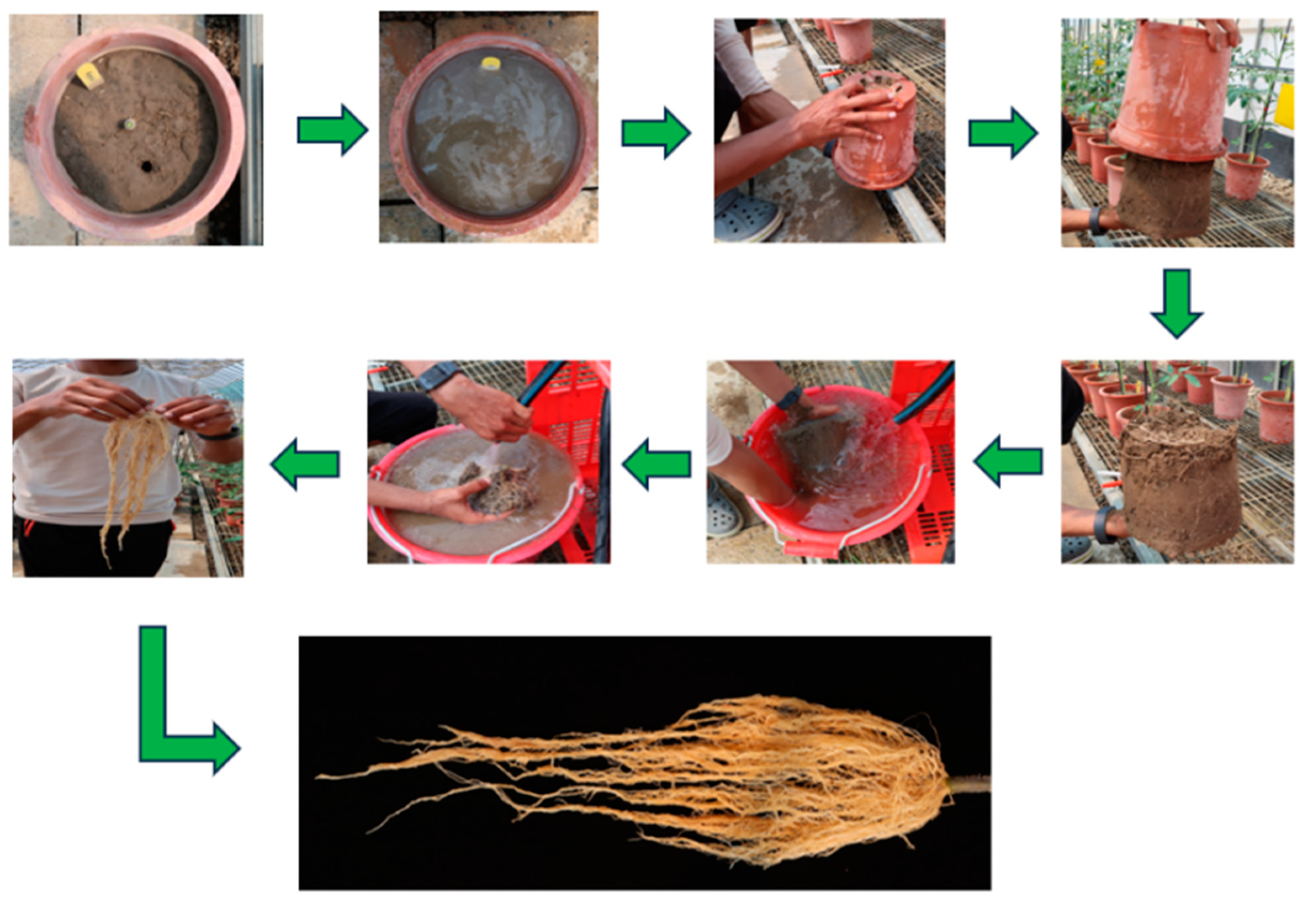 Plants 14 00533 g007