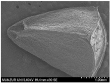 Plants 14 00542 i001