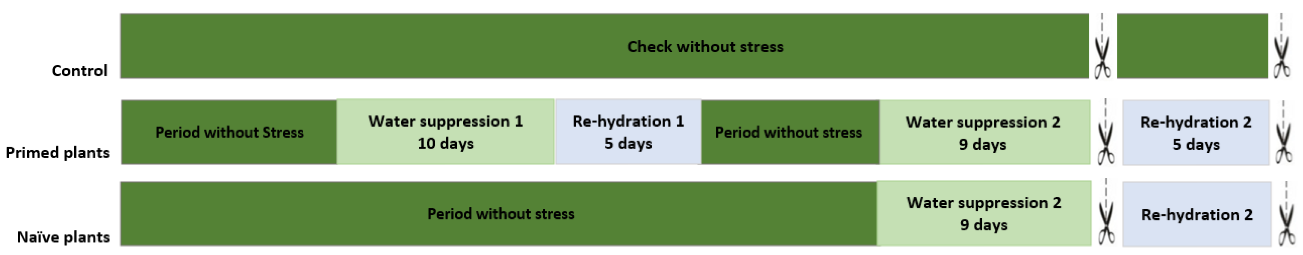 Plants 14 00555 g001