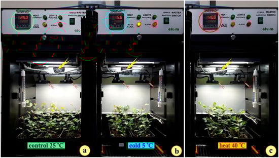 Plants 14 00557 g013