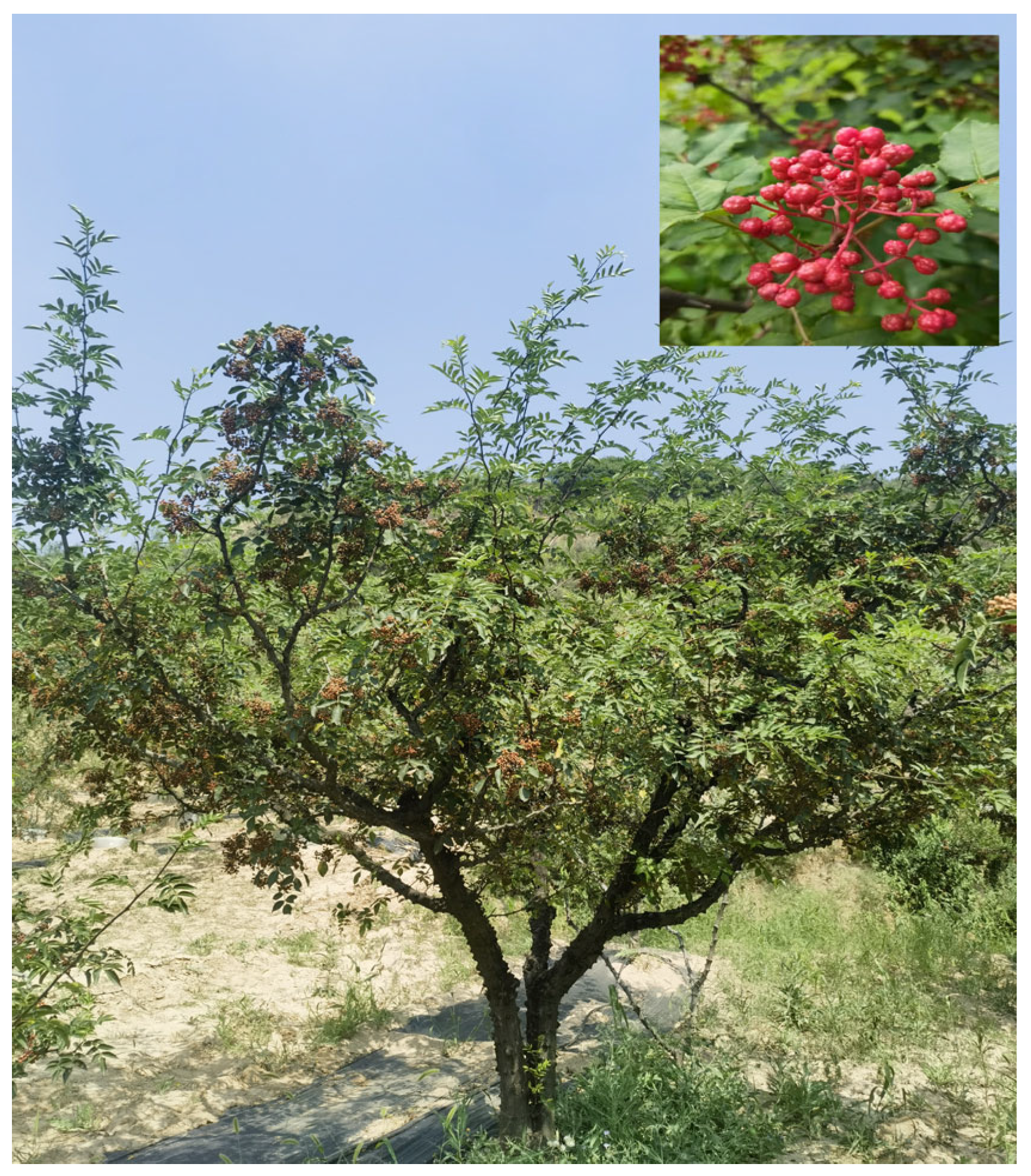 Plants 14 00558 g001